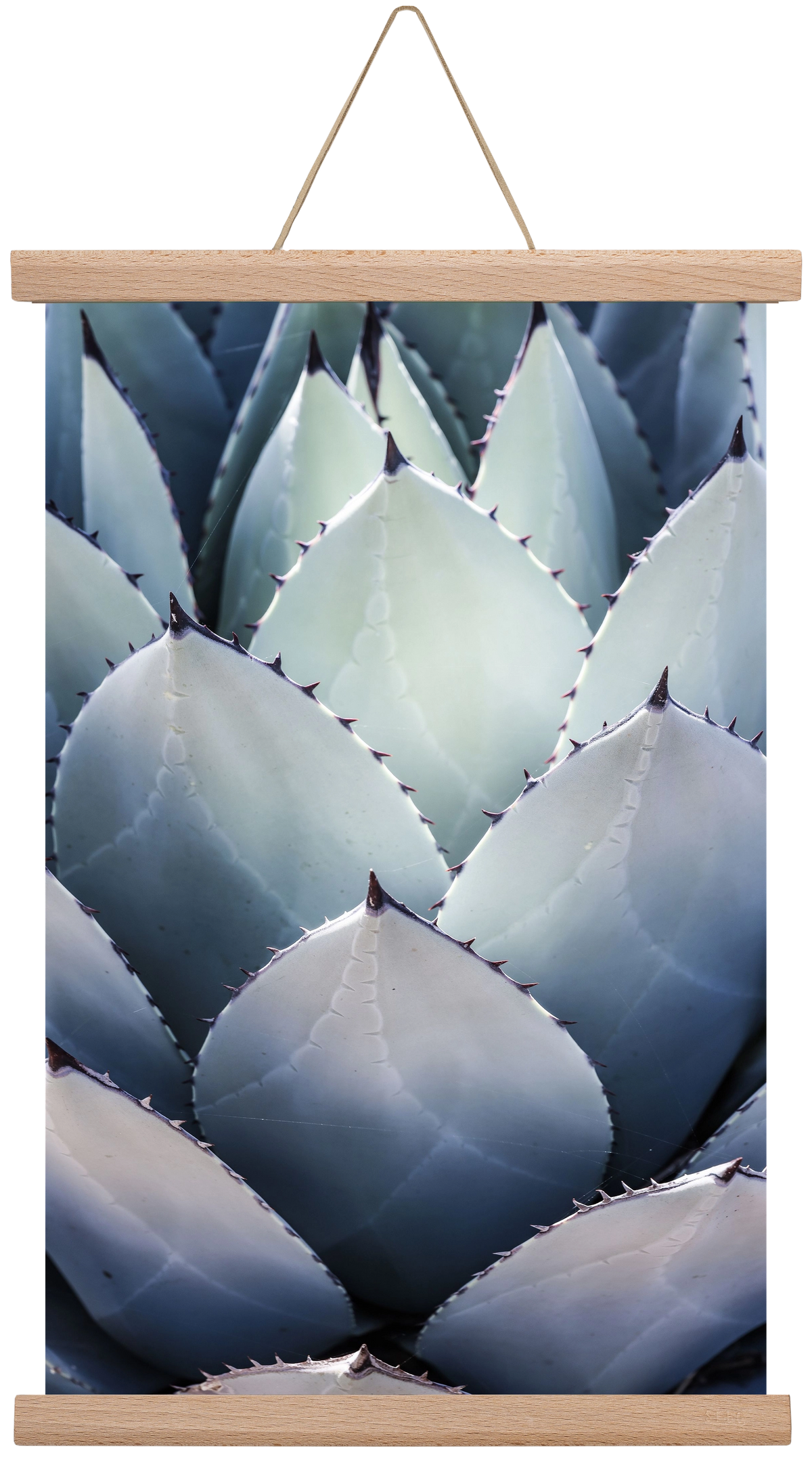 Blue Agave, 30x45 cm (30x45 cm), Tölgy akasztó