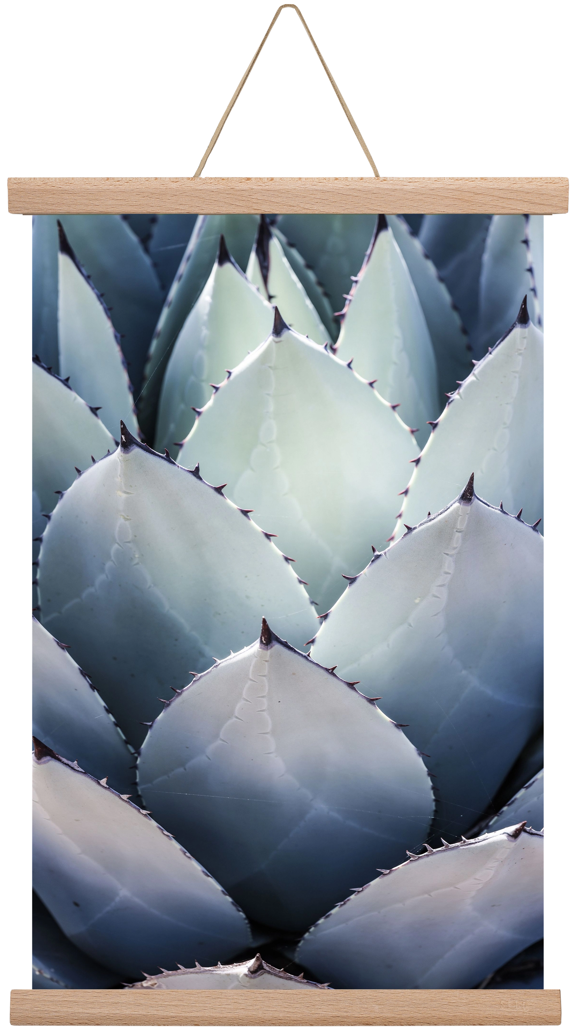 Blue Agave, 30x45 cm (30x45 cm), Tölgy akasztó