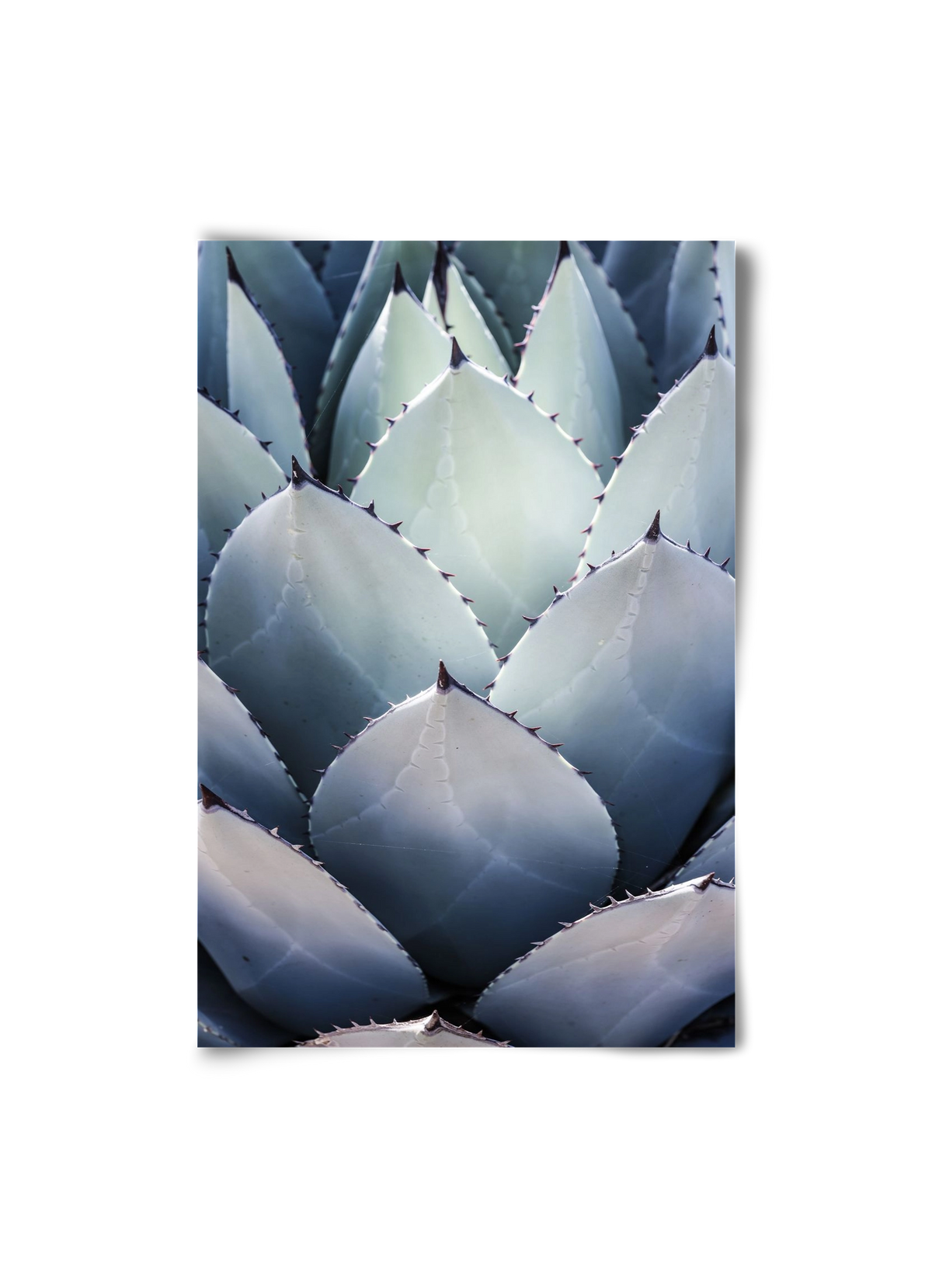 Blue Agave, 20x30 cm, Keret nélkül