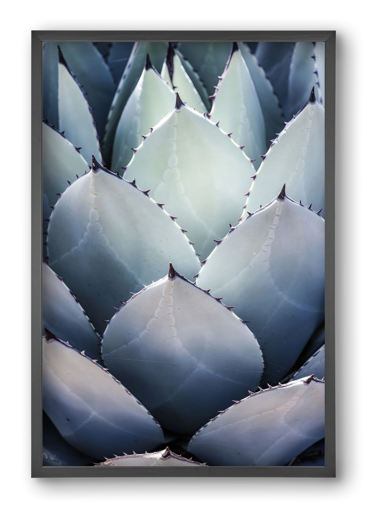 Blue Agave, 40x60 cm (40x60 cm), Fekete keret