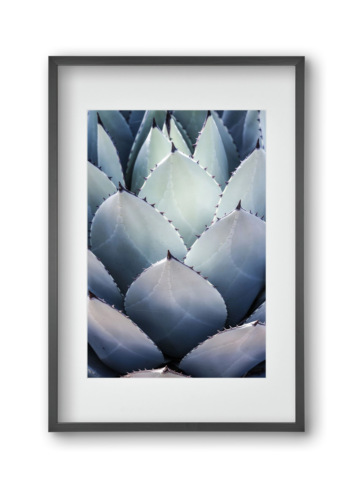 Blue Agave, 30x45 cm (20x30 cm), Fekete keret, paszpartuval