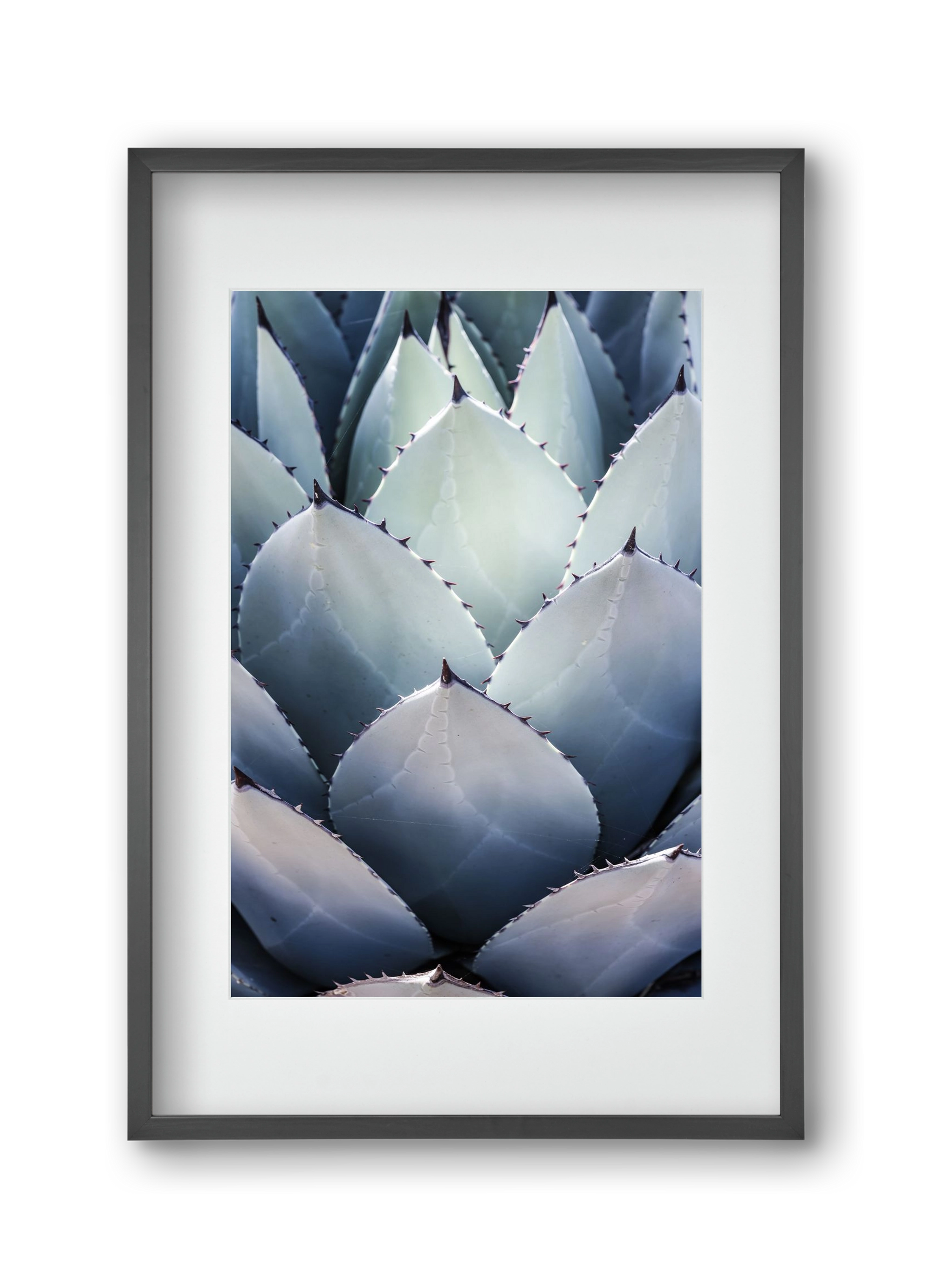 Blue Agave, 30x45 cm (20x30 cm), Fekete keret, paszpartuval