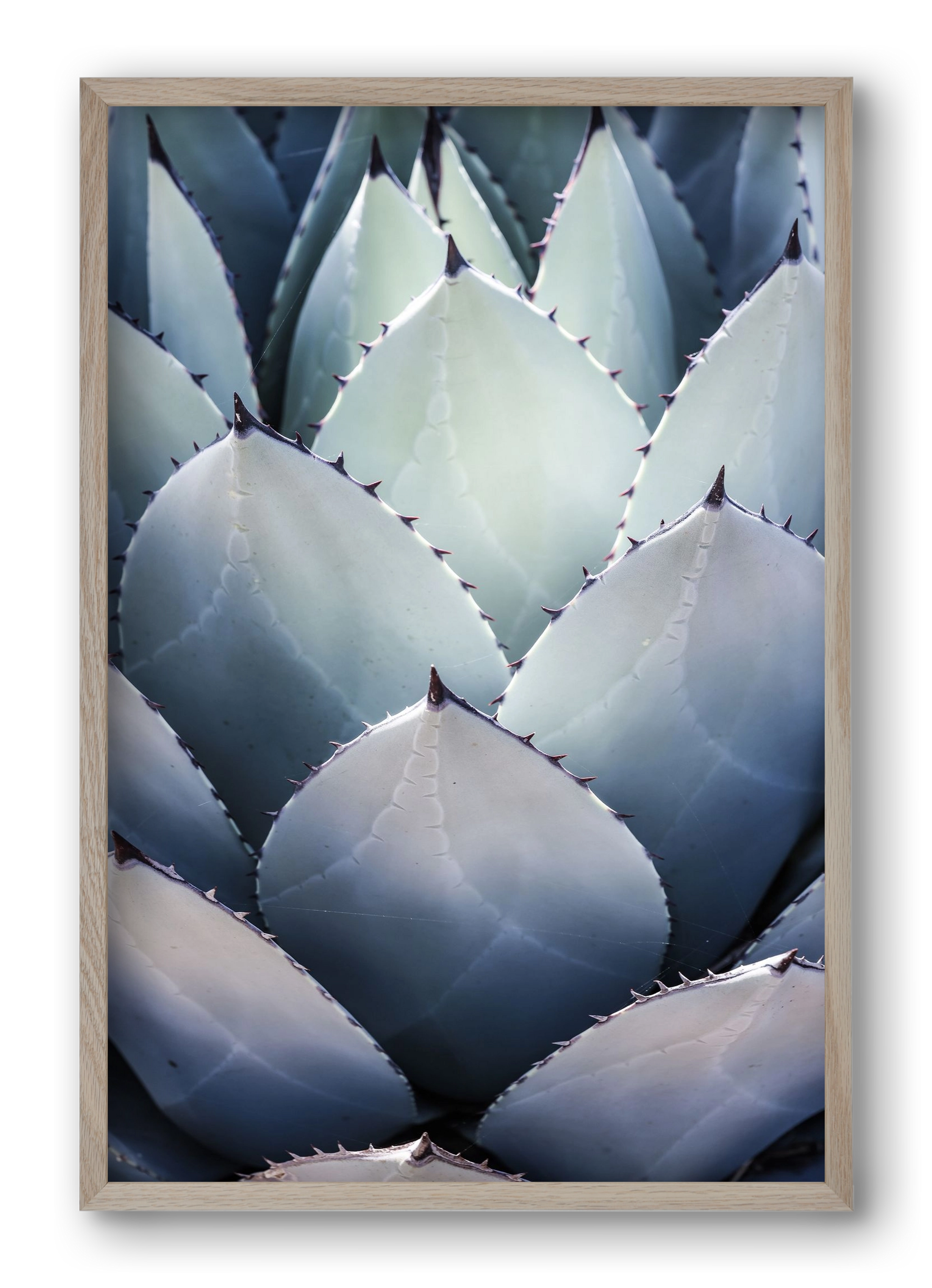 Blue Agave, 40x60 cm (40x60 cm), Tölgy keret