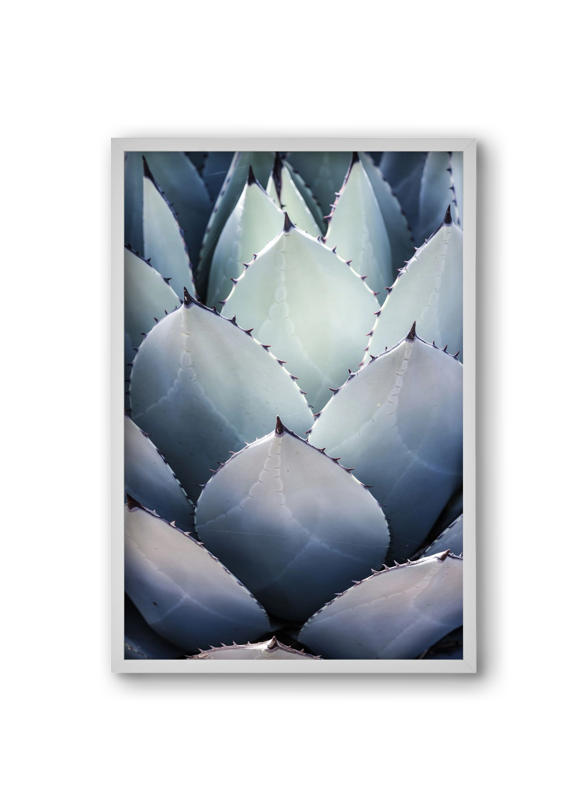 Blue Agave, 20x30 cm (20x30 cm), Fehér keret