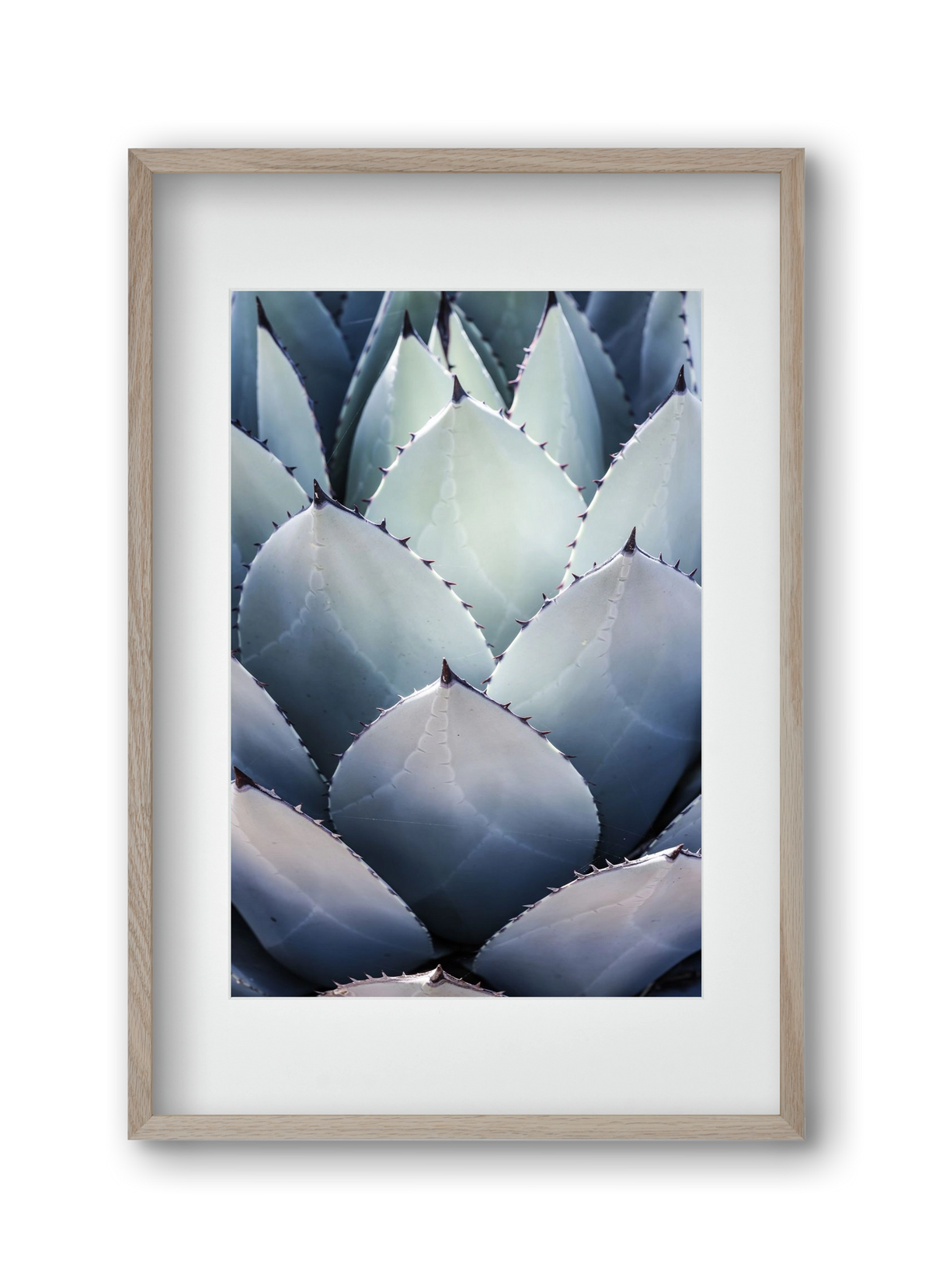 Blue Agave, 30x45 cm (20x30 cm), Tölgy keret, paszpartuval