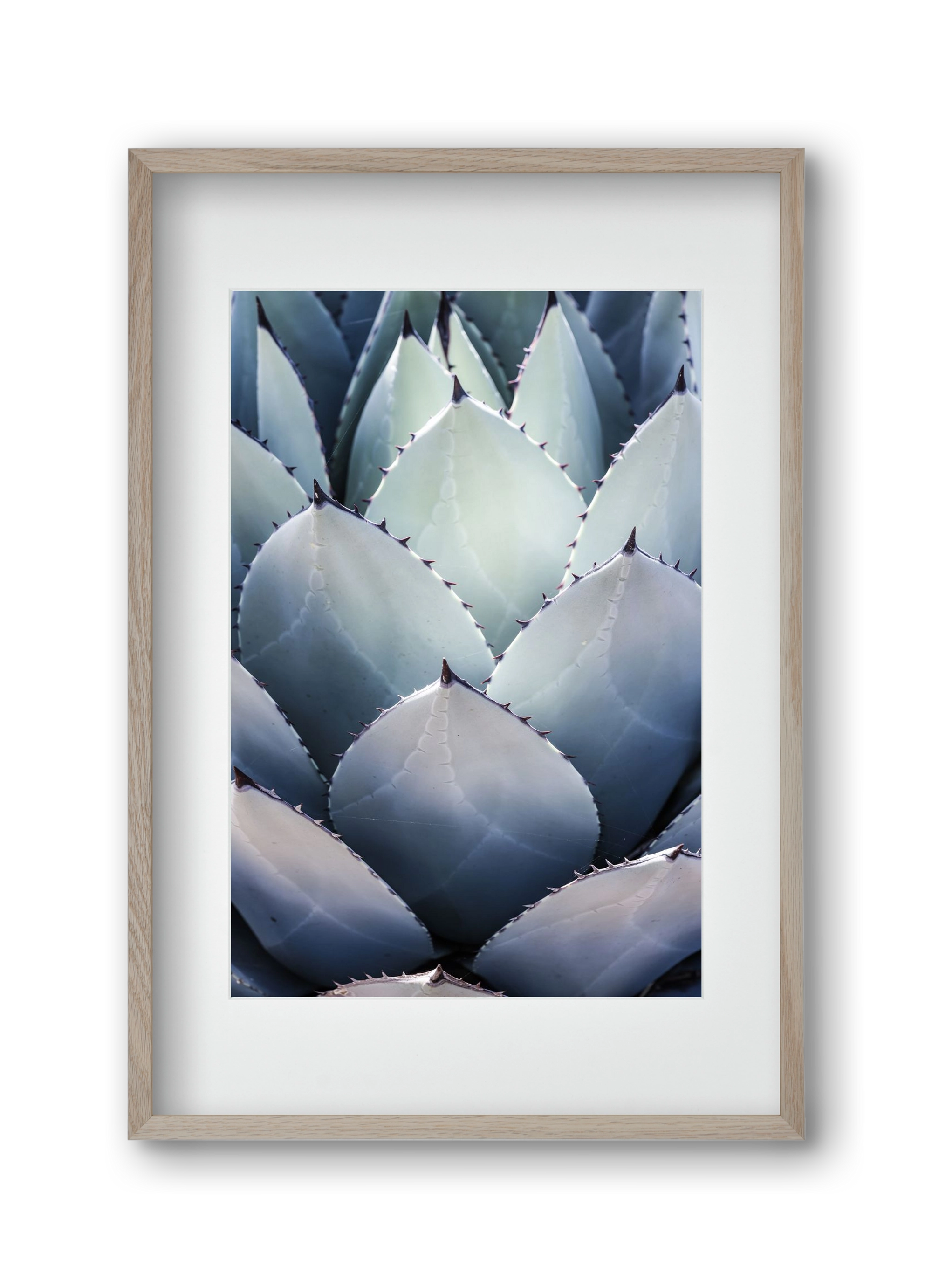 Blue Agave, 30x45 cm (20x30 cm), Tölgy keret, paszpartuval