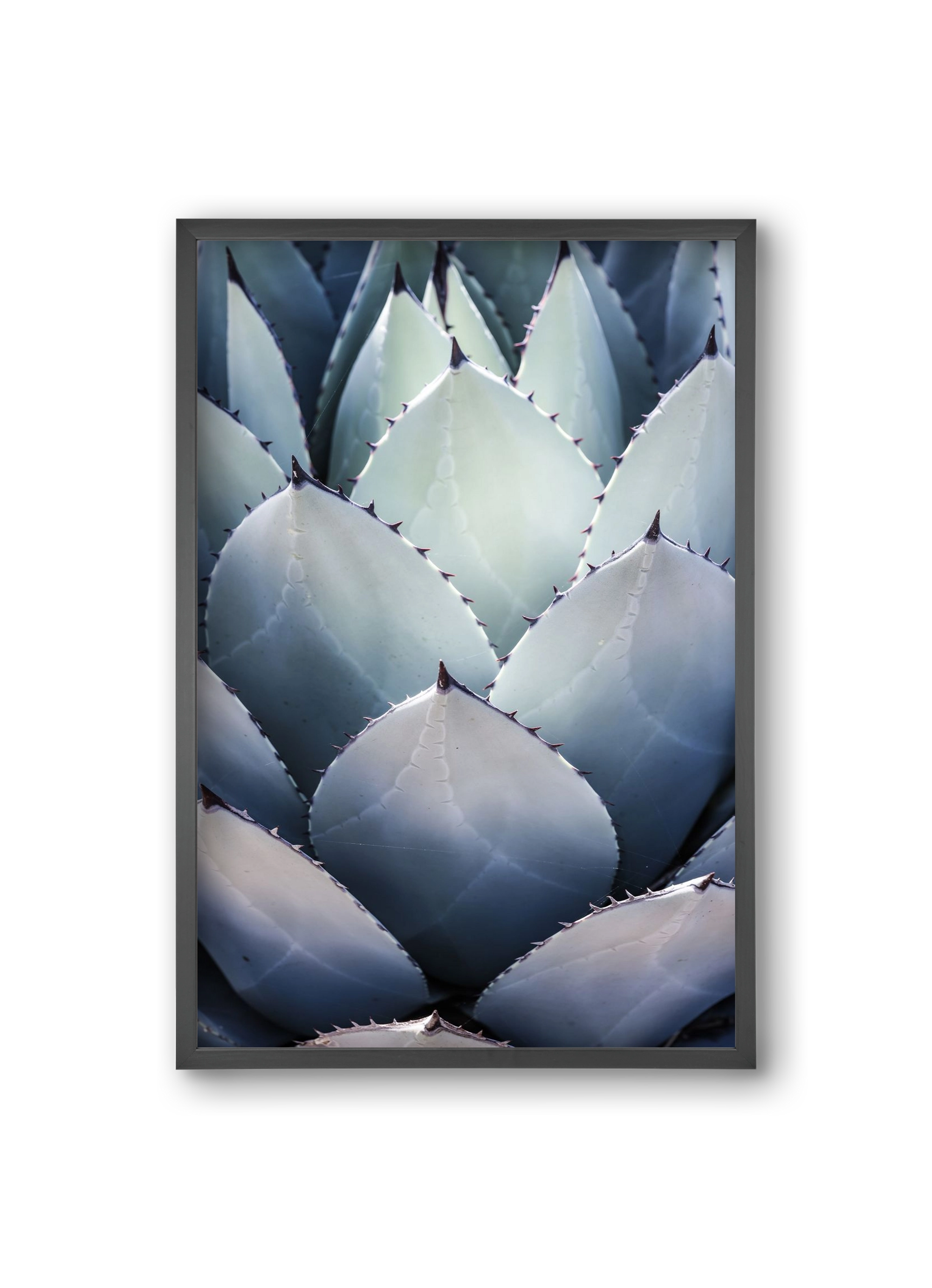 Blue Agave, 20x30 cm (20x30 cm), Fekete keret