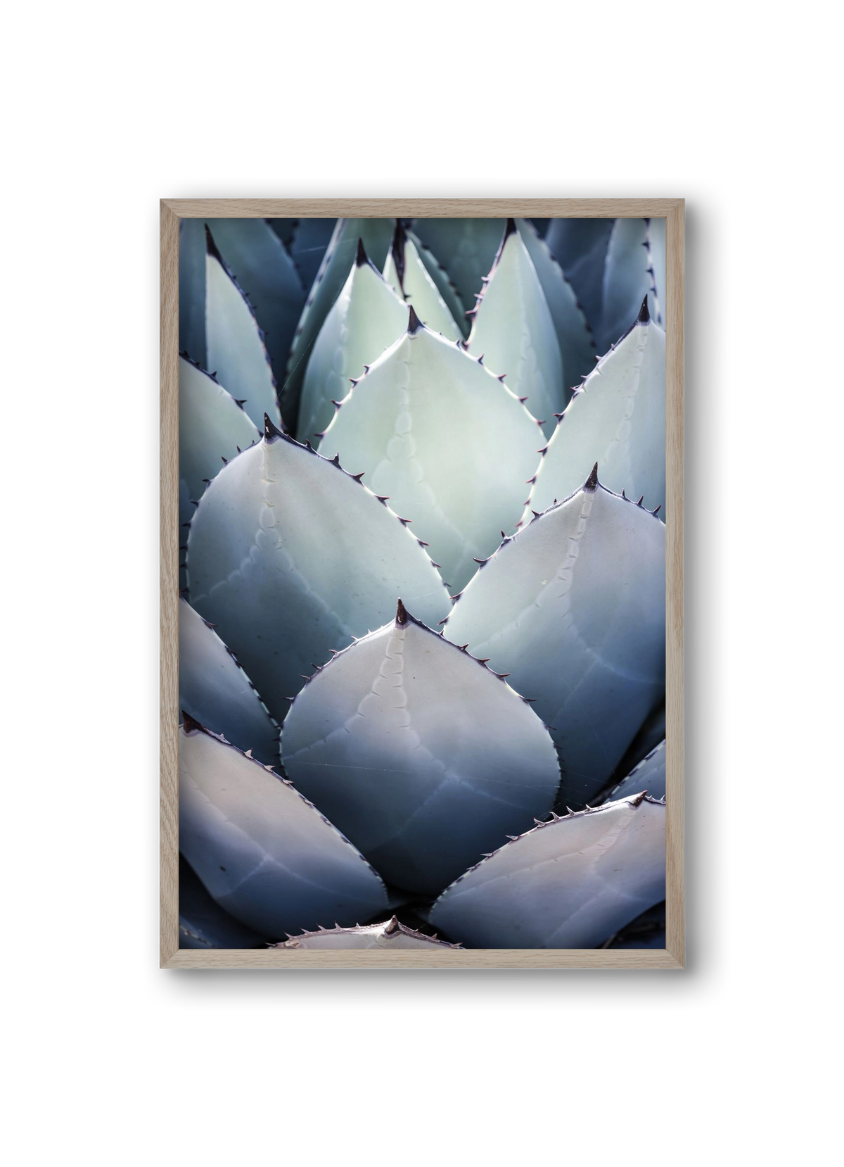 Blue Agave, 20x30 cm (20x30 cm), Tölgy keret