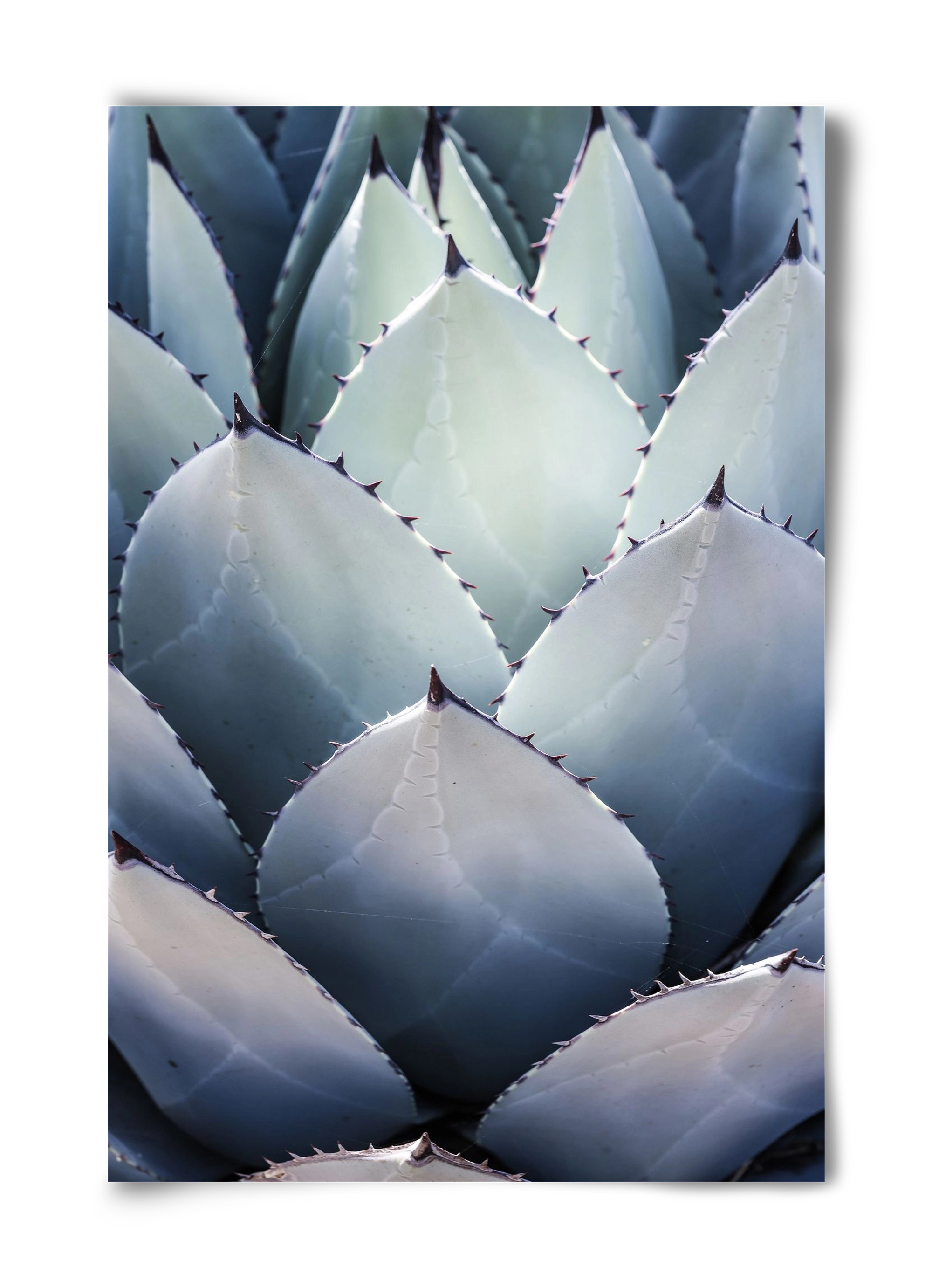 Blue Agave, 40x60 cm, Keret nélkül