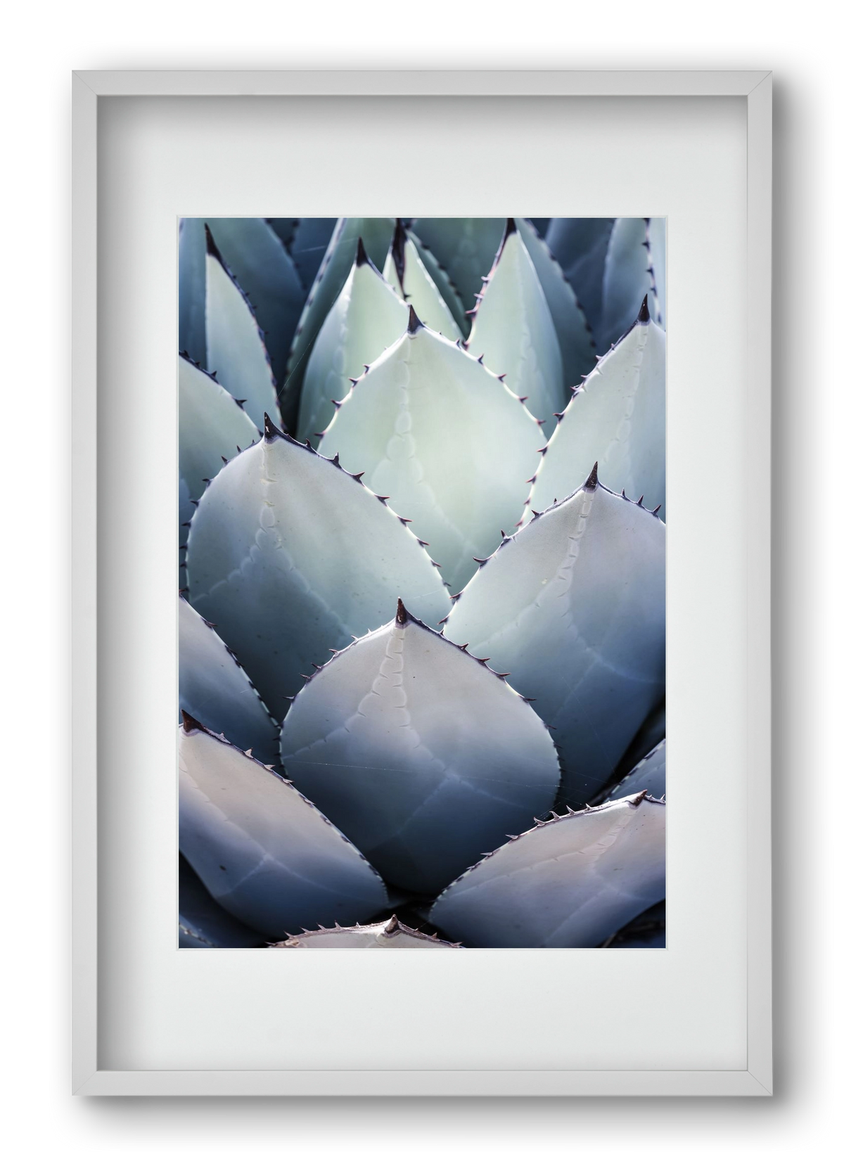 Blue Agave, 40x60 cm (30x45 cm), Fehér keret, paszpartuval