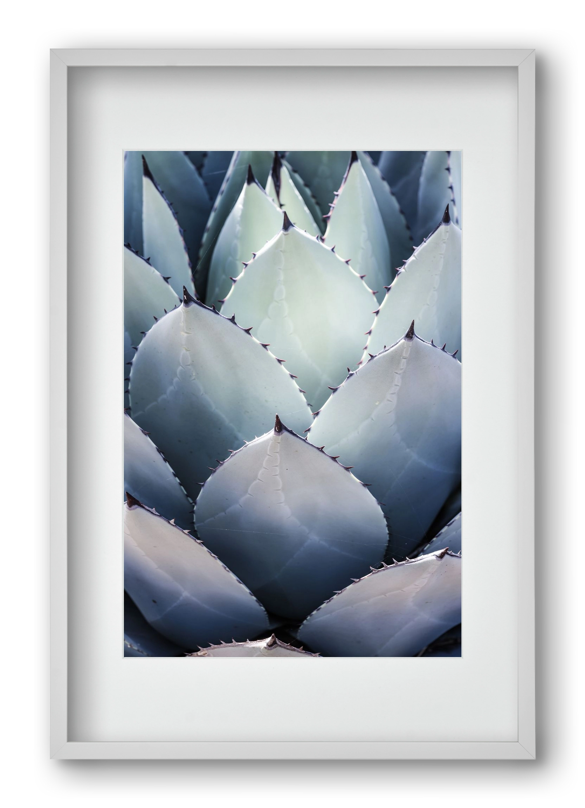 Blue Agave, 40x60 cm (30x45 cm), Fehér keret, paszpartuval