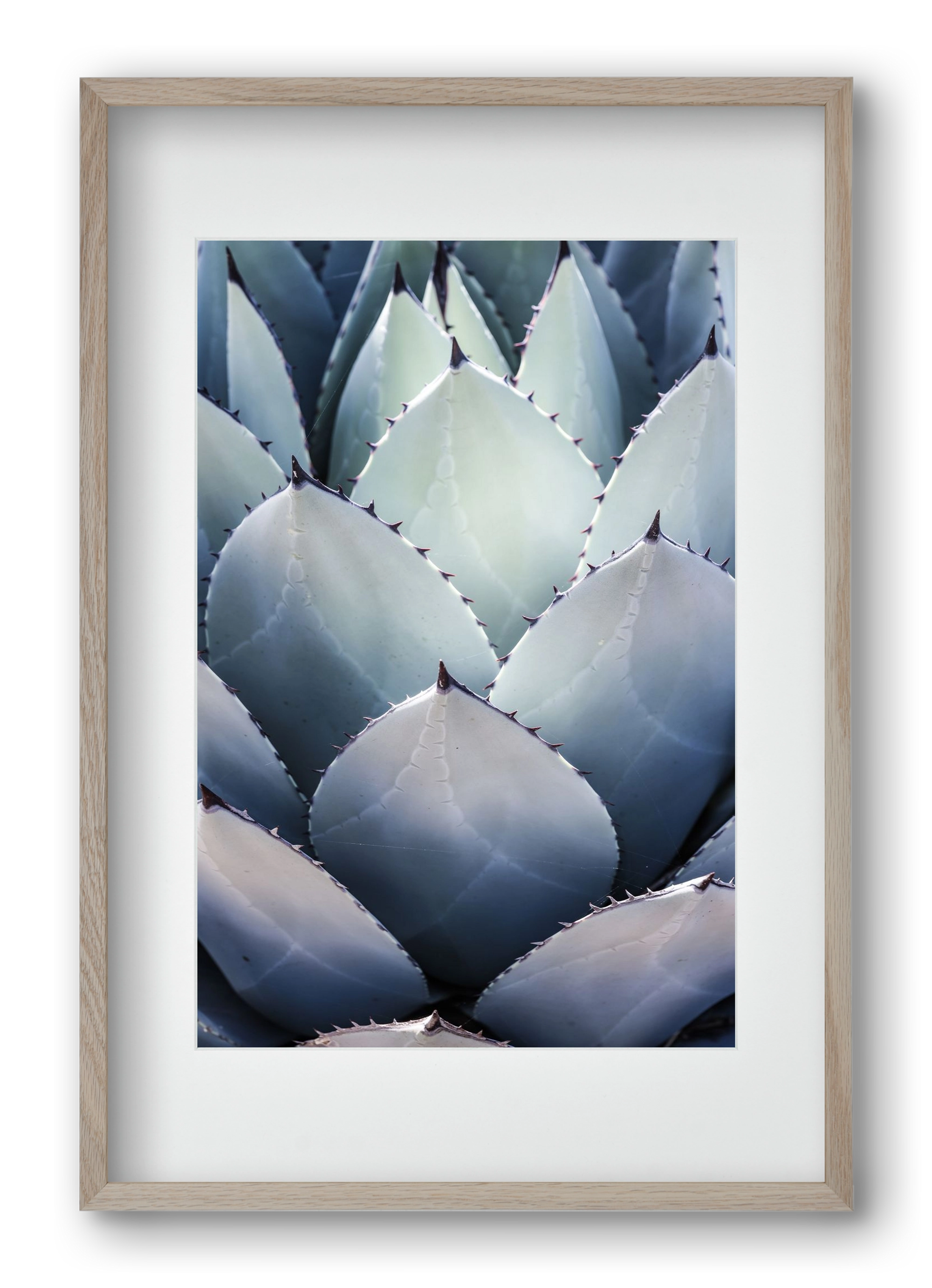 Blue Agave, 40x60 cm (30x45 cm), Tölgy keret, paszpartuval