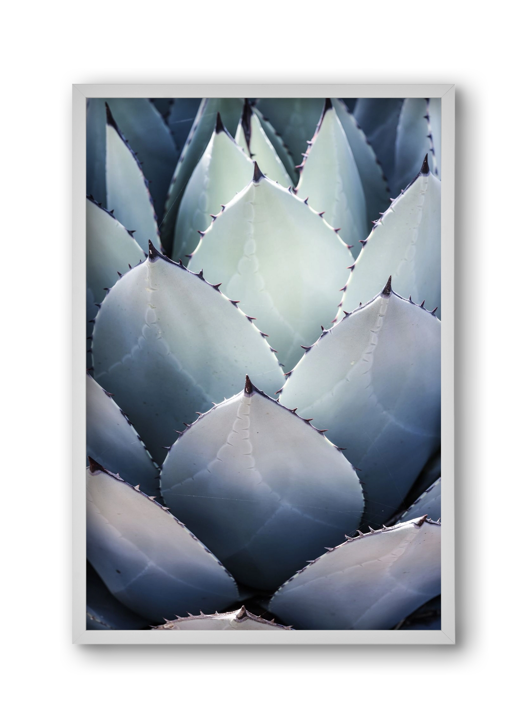 Blue Agave, 30x45 cm (30x45 cm), Fehér keret