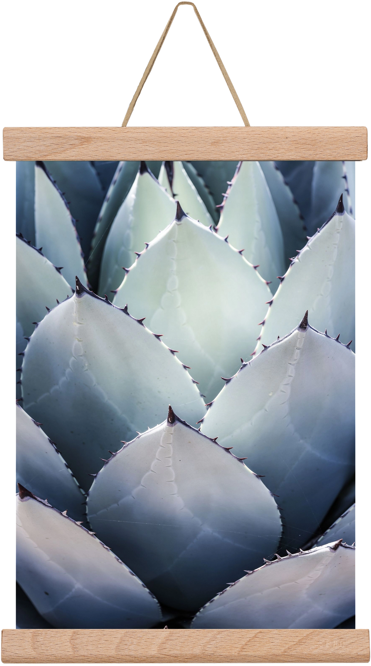 Blue Agave, 20x30 cm (20x30 cm), Tölgy akasztó
