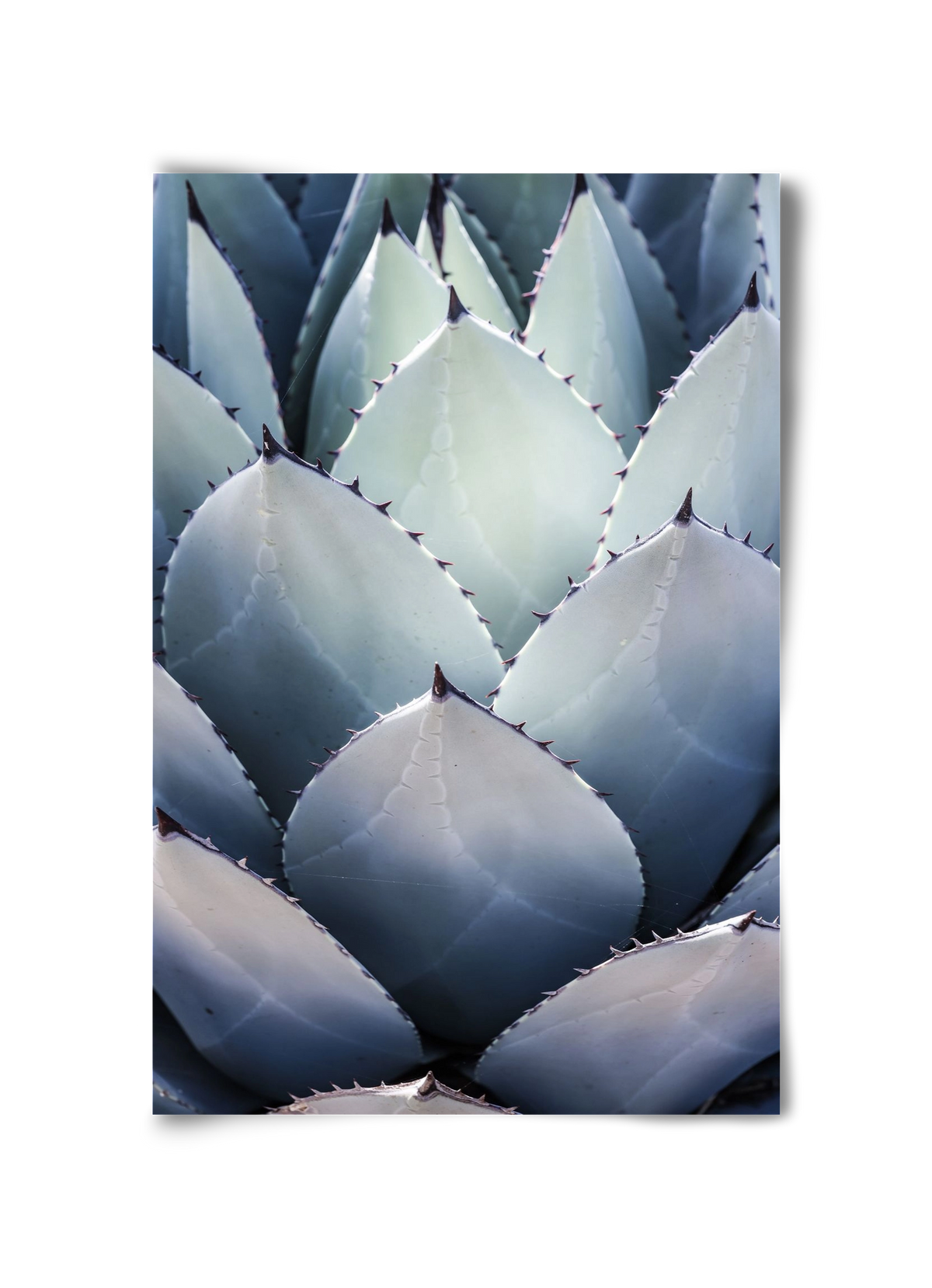 Blue Agave, 30x45 cm, Keret nélkül