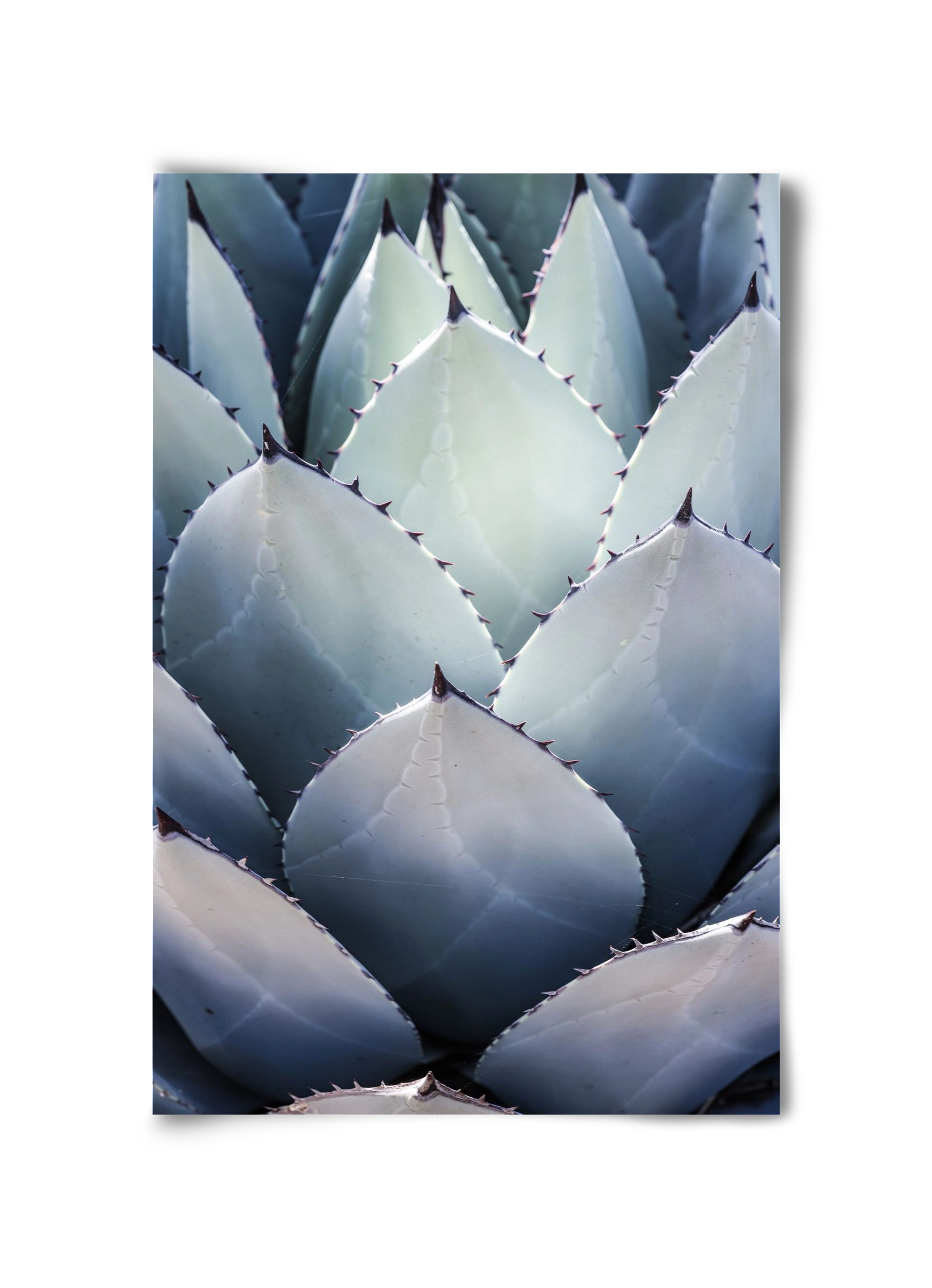 Blue Agave, 30x45 cm, Keret nélkül