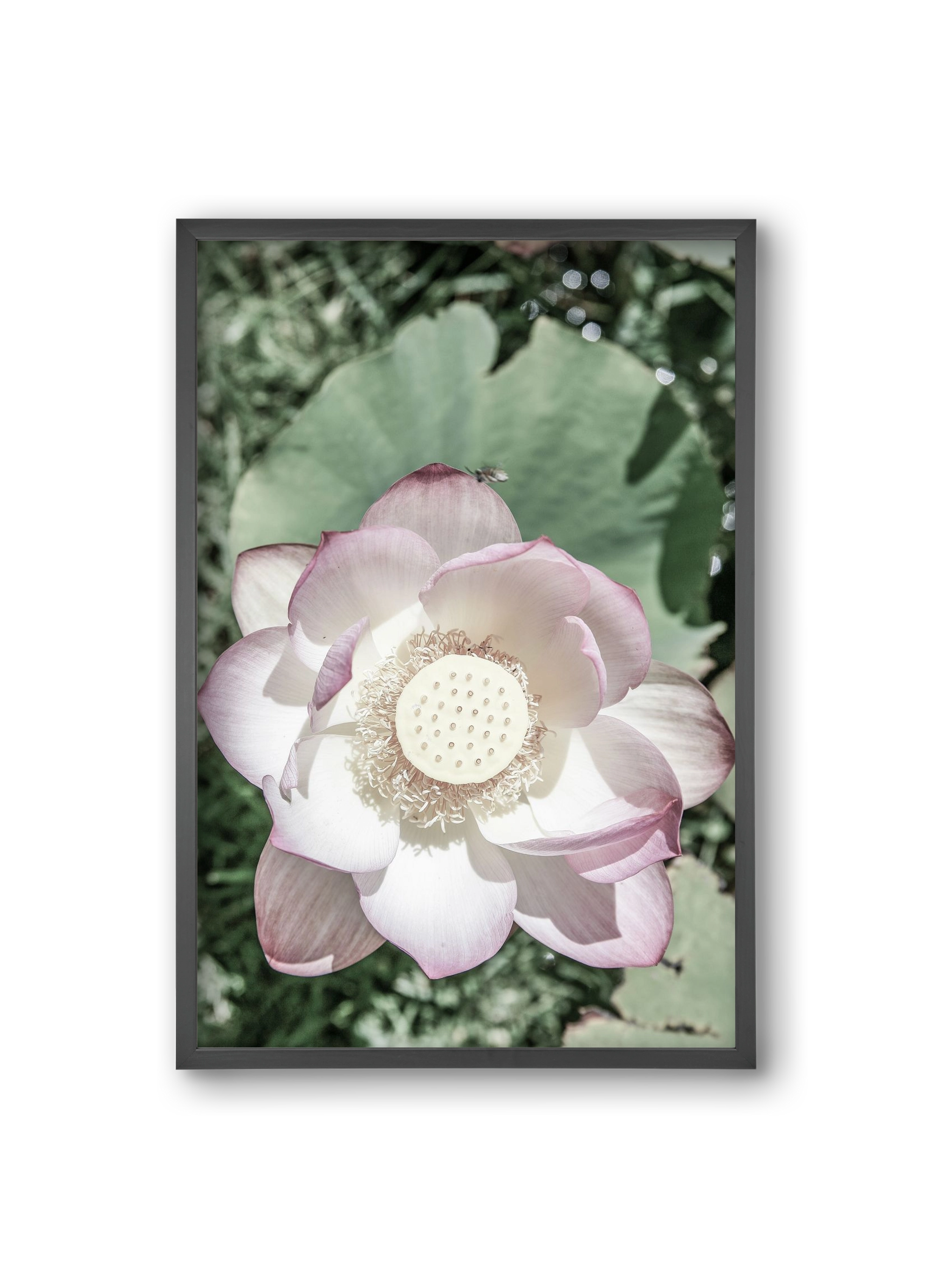 Lotus, 20x30 cm (20x30 cm), Fekete keret