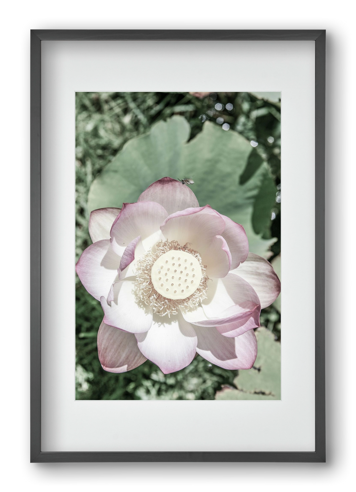 Lotus, 40x60 cm (30x45 cm), Fekete keret, paszpartuval