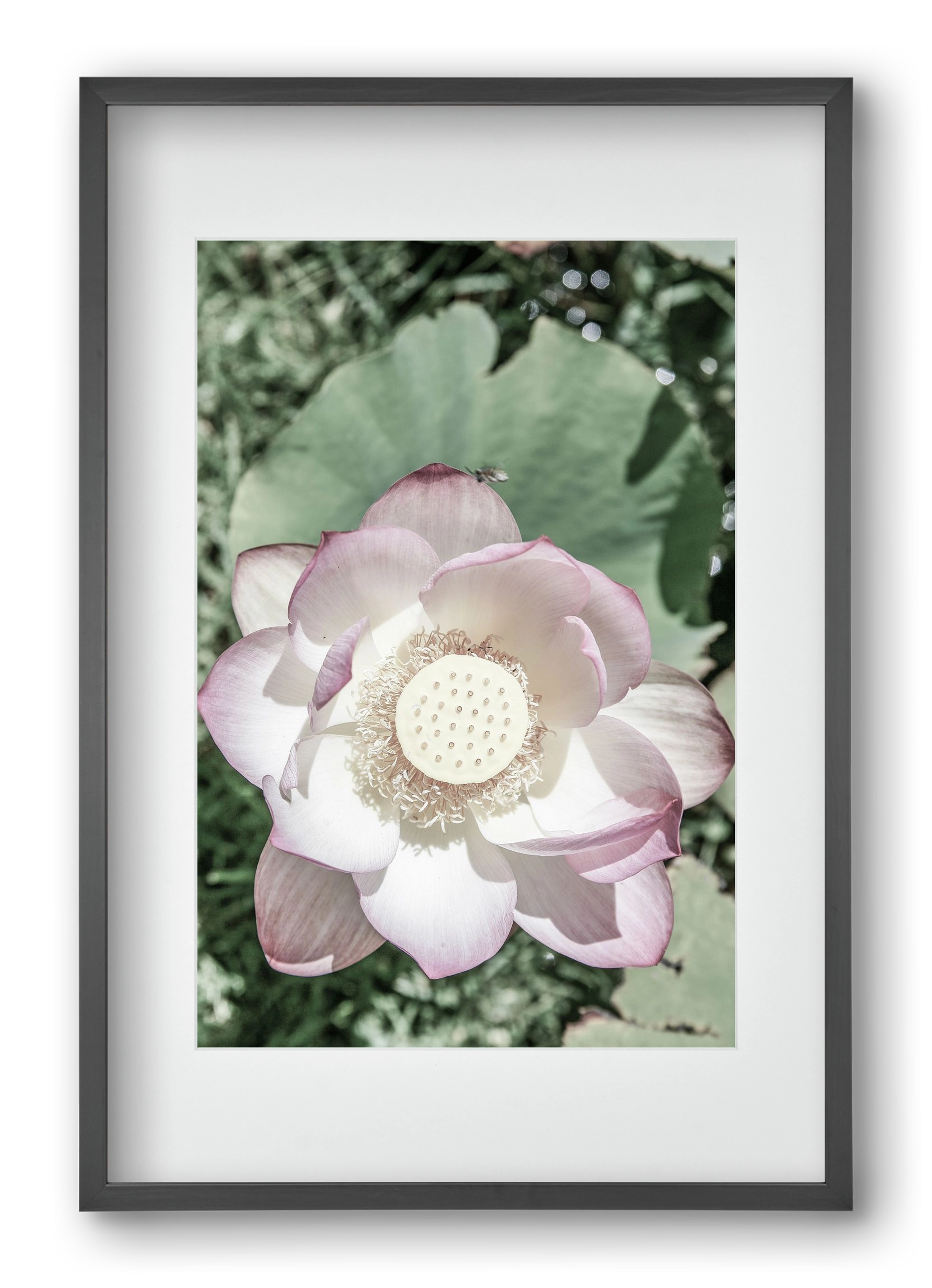 Lotus, 40x60 cm (30x45 cm), Fekete keret, paszpartuval