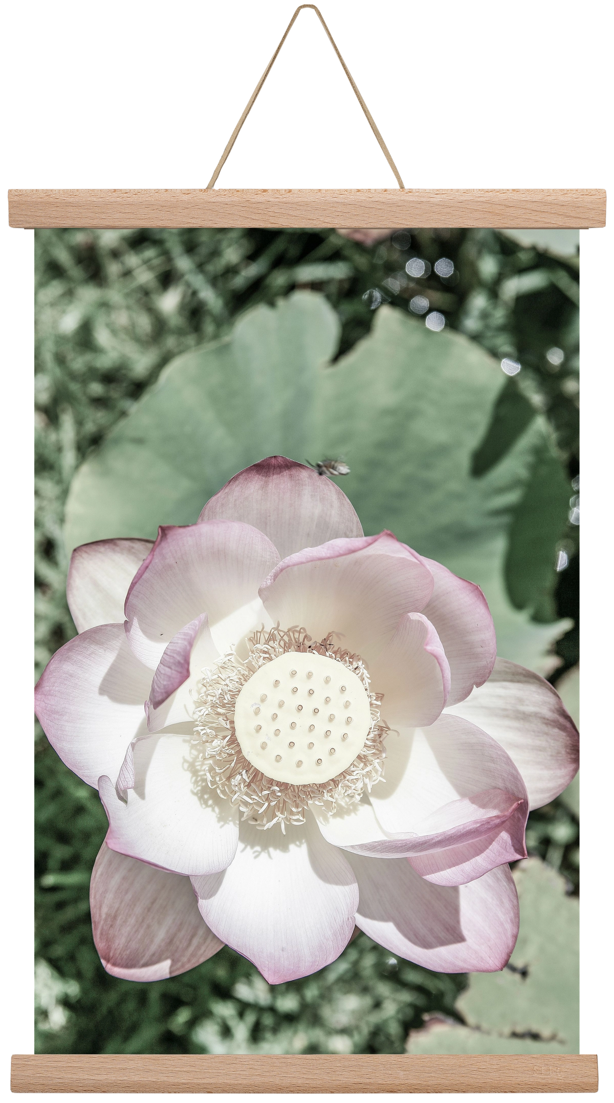 Lotus, 30x45 cm (30x45 cm), Tölgy akasztó