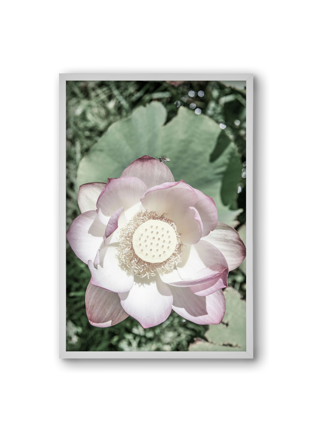 Lotus, 20x30 cm (20x30 cm), Fehér keret