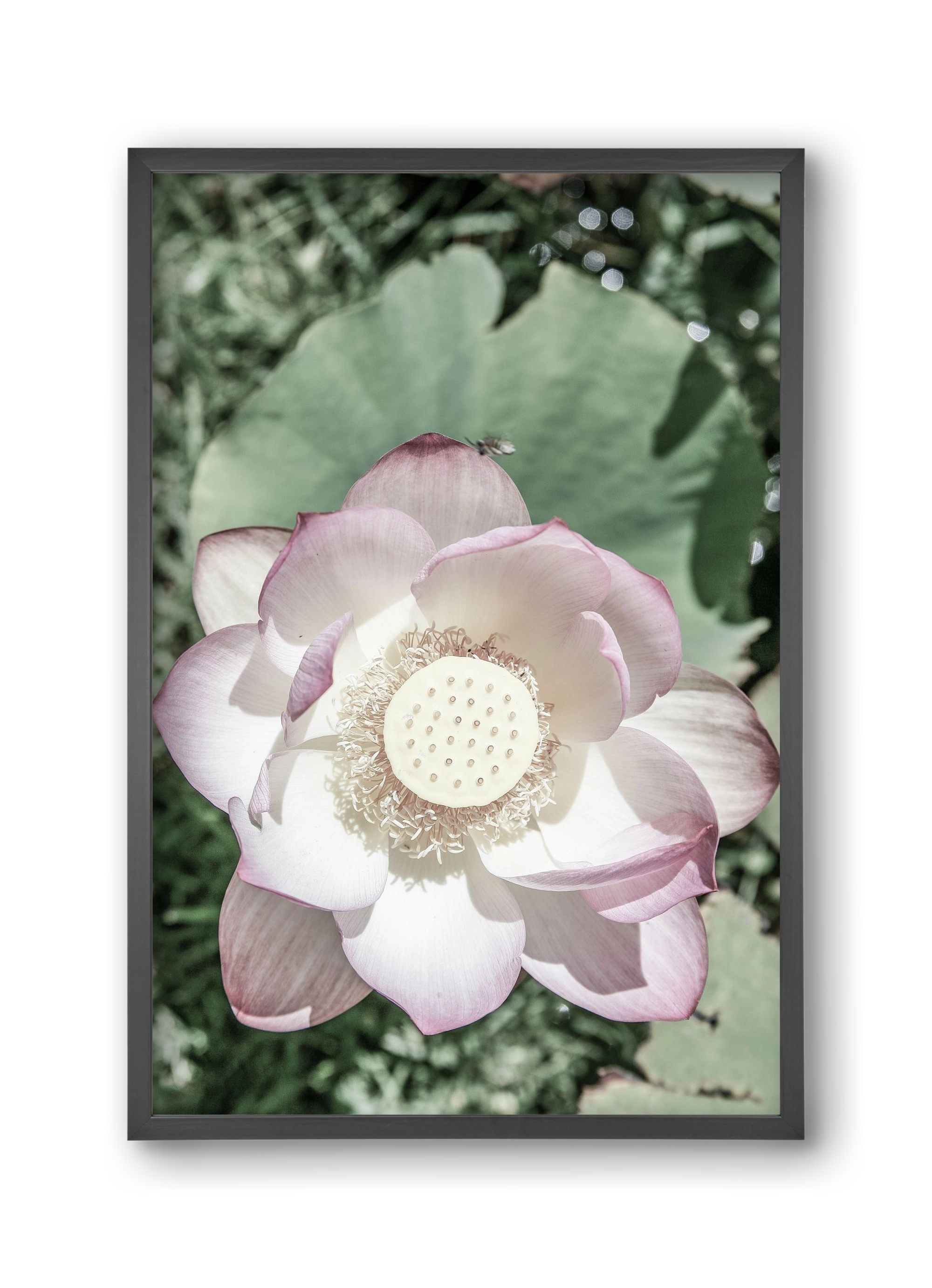 Lotus, 30x45 cm (30x45 cm), Fekete keret