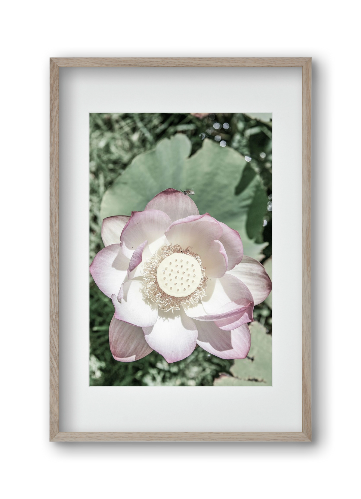 Lotus, 30x45 cm (20x30 cm), Tölgy keret, paszpartuval