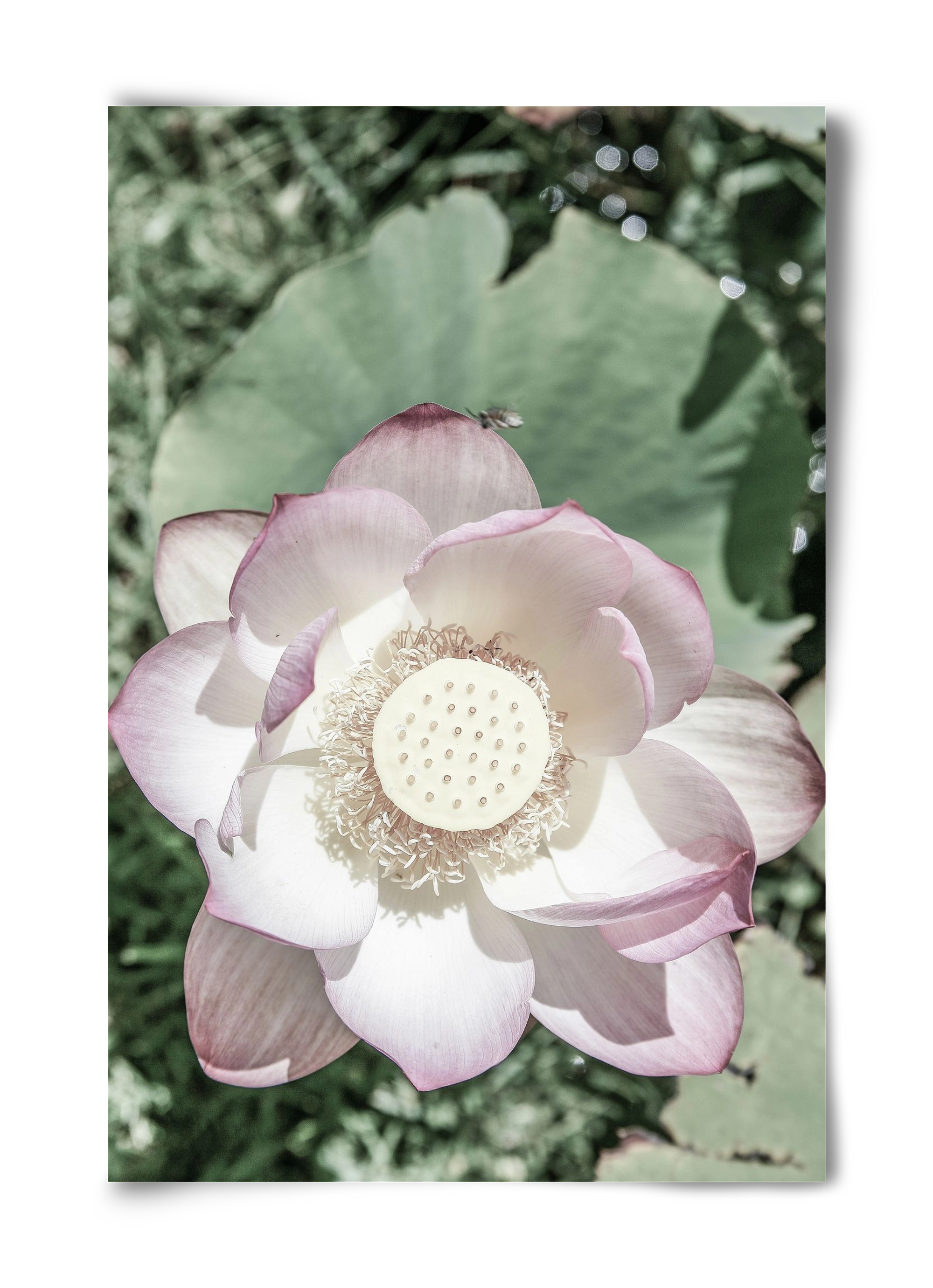 Lotus, 40x60 cm, Keret nélkül