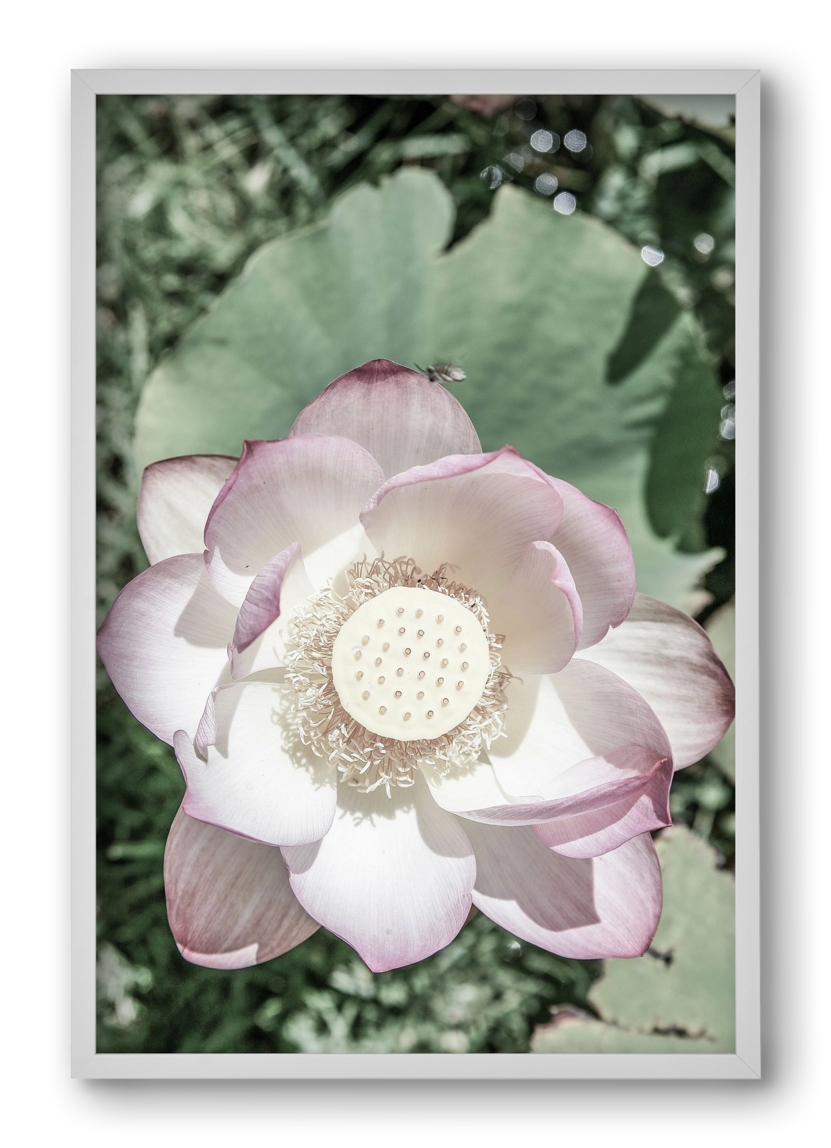 Lotus, 40x60 cm (40x60 cm), Fehér keret