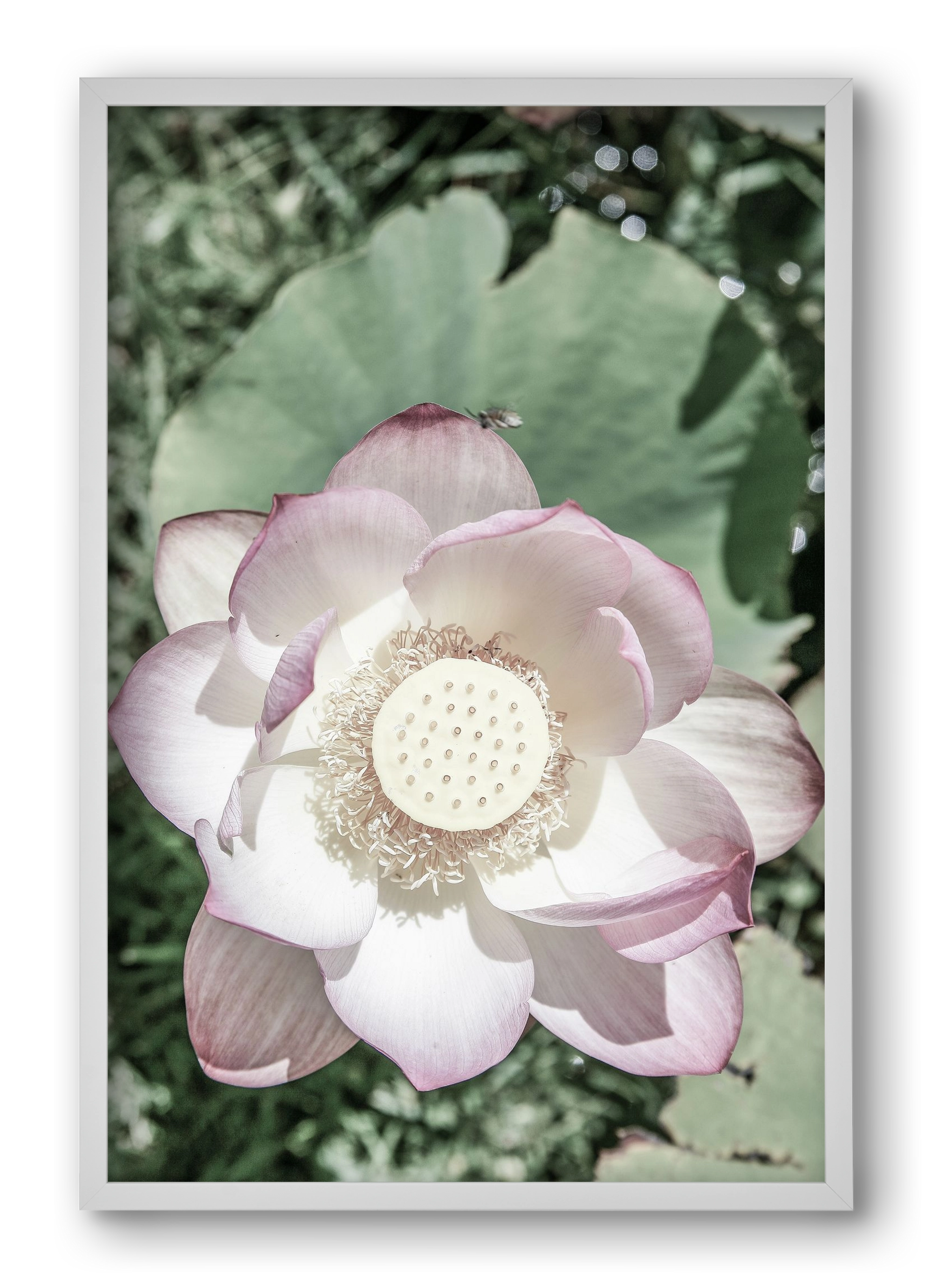 Lotus, 40x60 cm (40x60 cm), Fehér keret