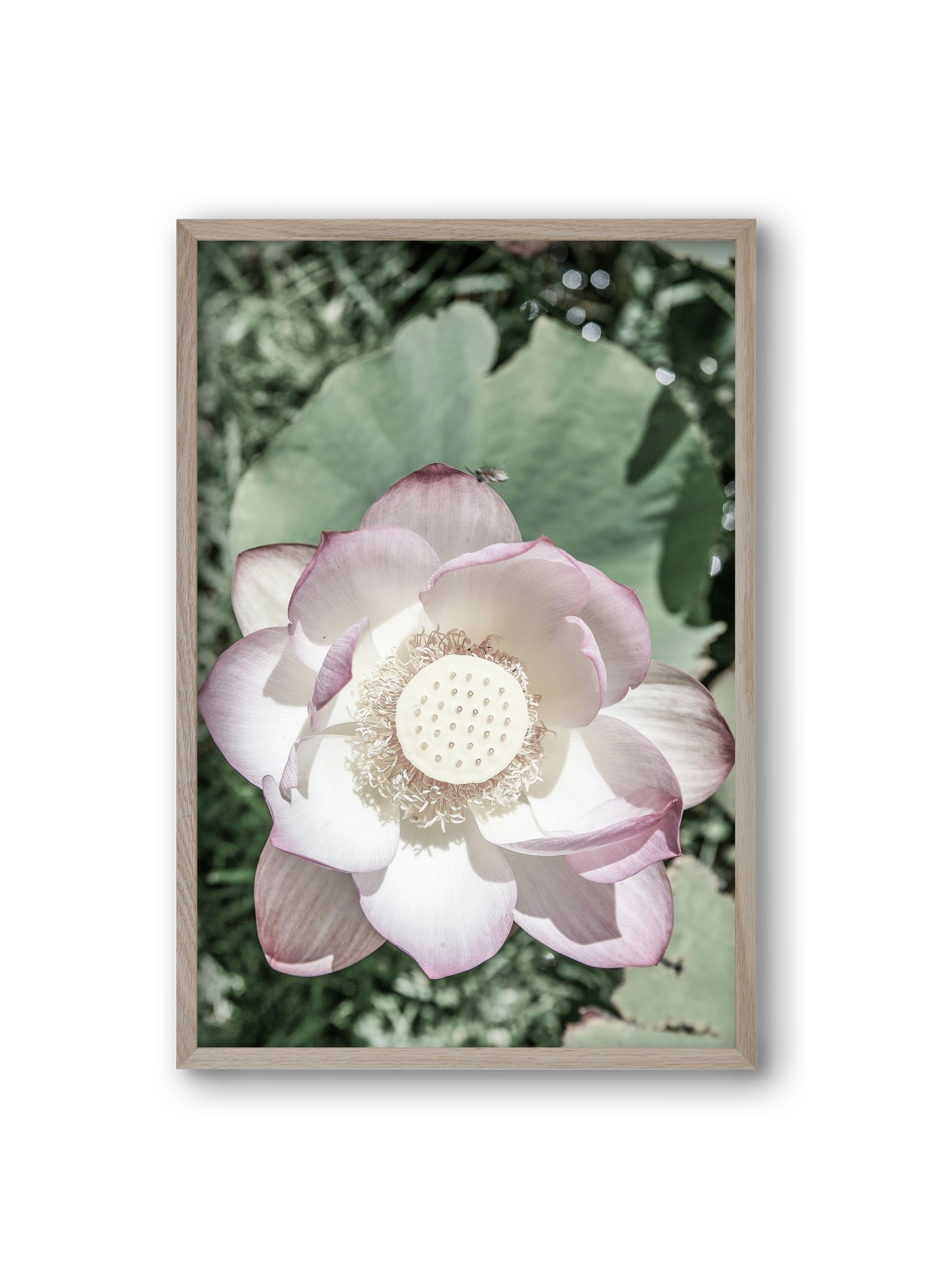 Lotus, 20x30 cm (20x30 cm), Tölgy keret