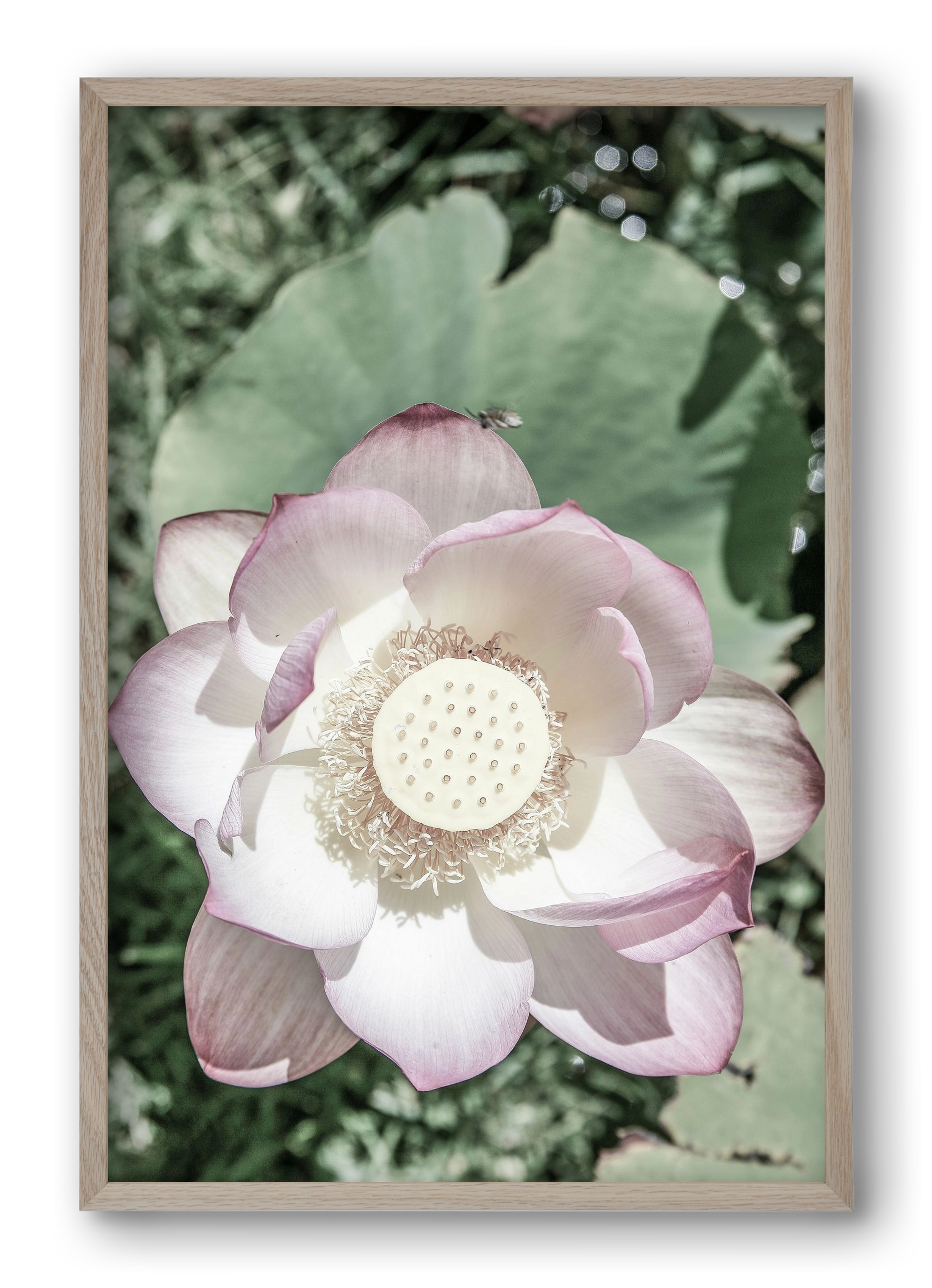 Lotus, 40x60 cm (40x60 cm), Tölgy keret