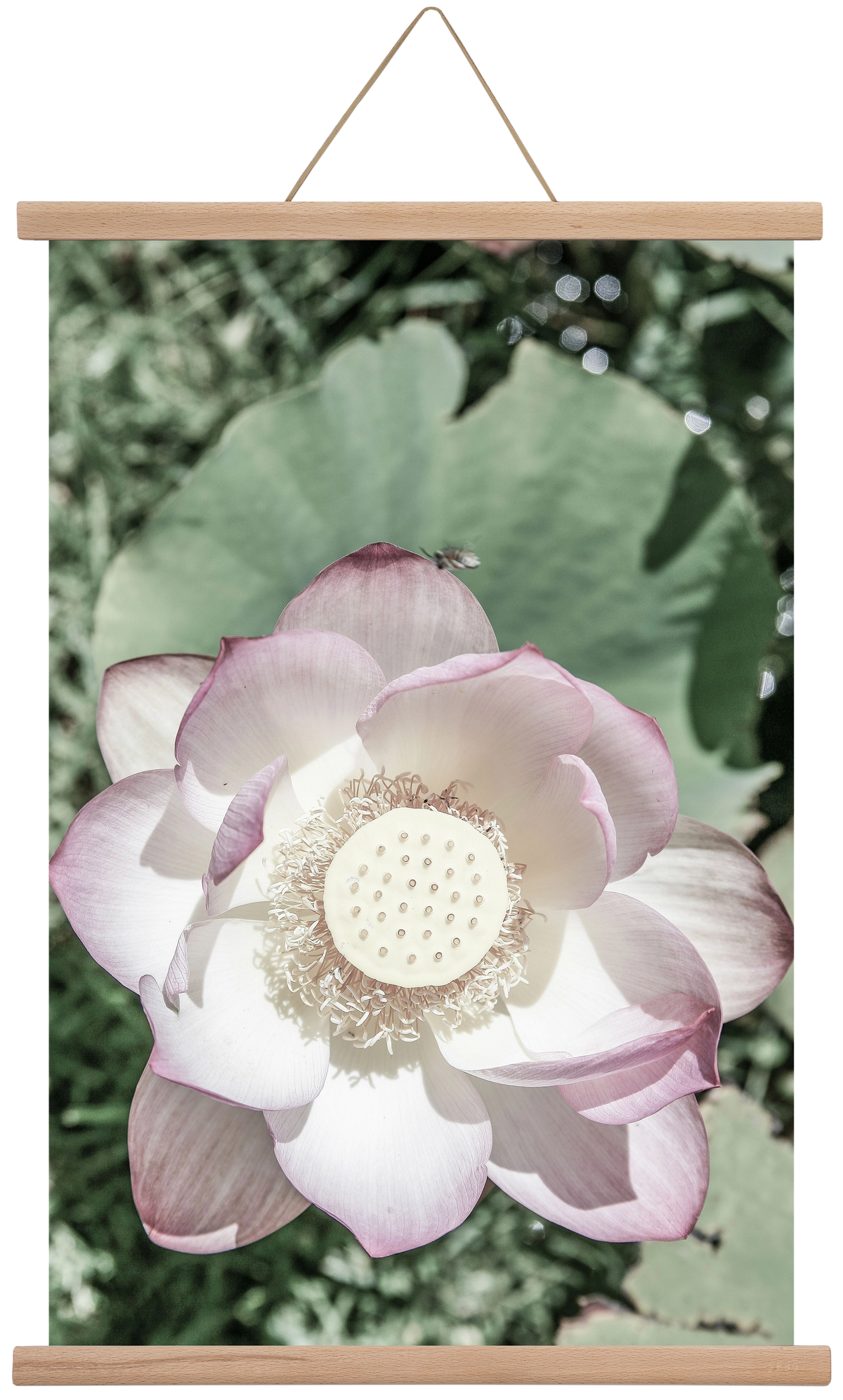 Lotus, 40x60 cm (40x60 cm), Tölgy akasztó