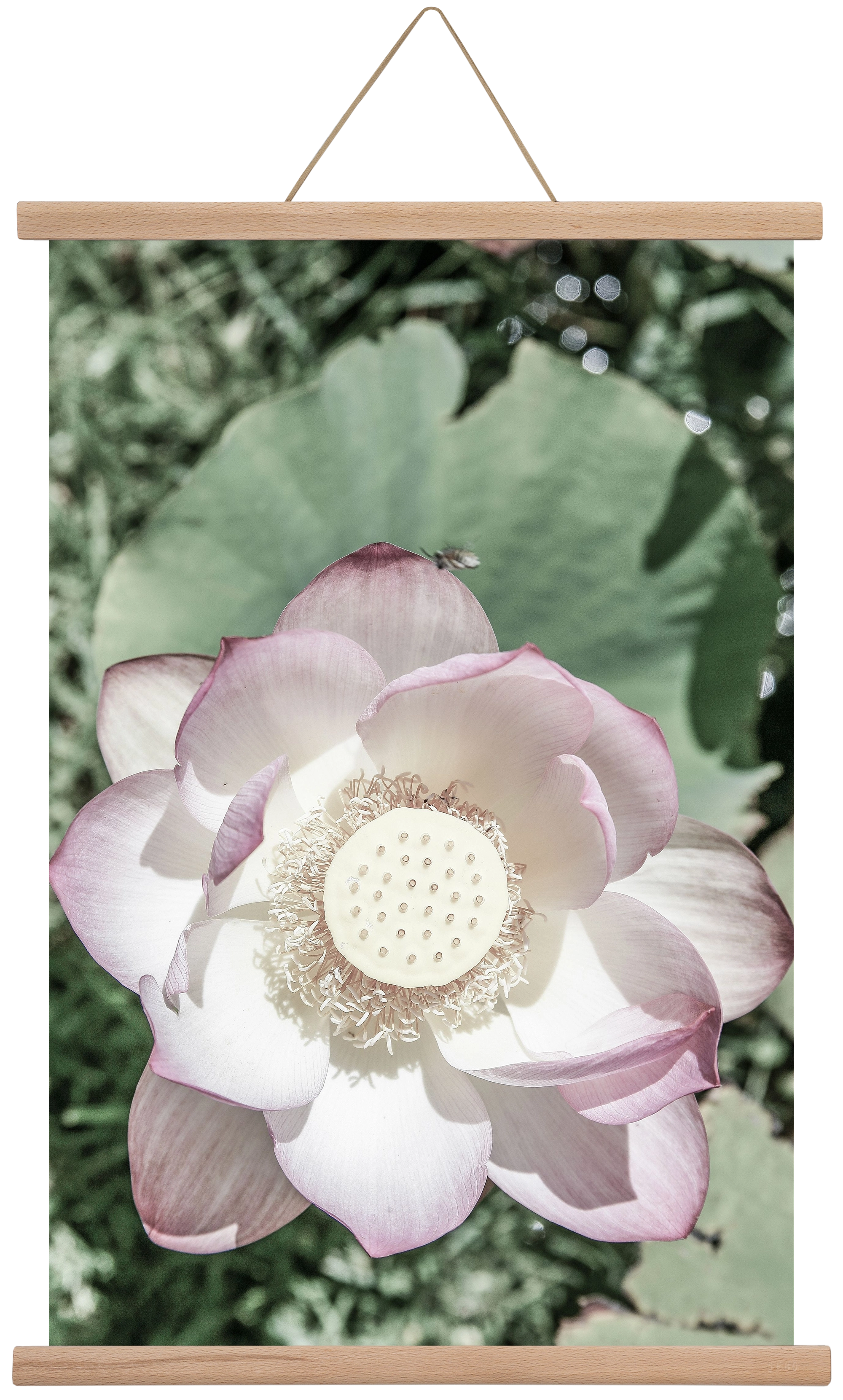 Lotus, 40x60 cm (40x60 cm), Tölgy akasztó