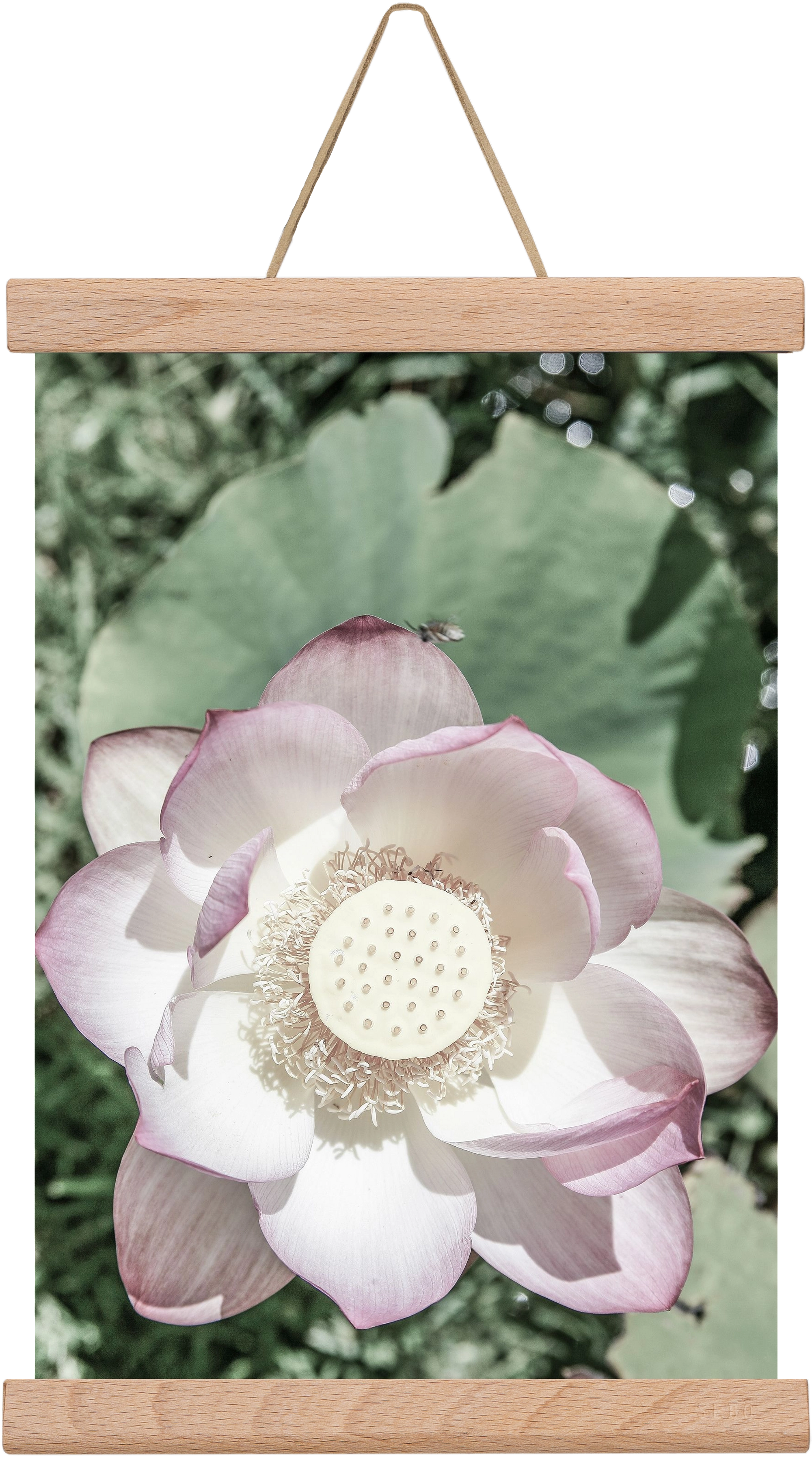 Lotus, 20x30 cm (20x30 cm), Tölgy akasztó