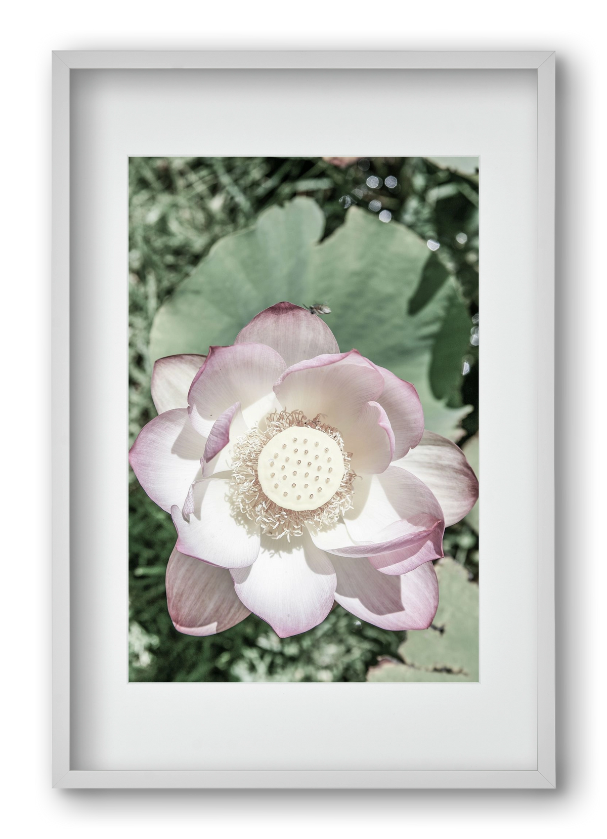 Lotus, 40x60 cm (30x45 cm), Fehér keret, paszpartuval