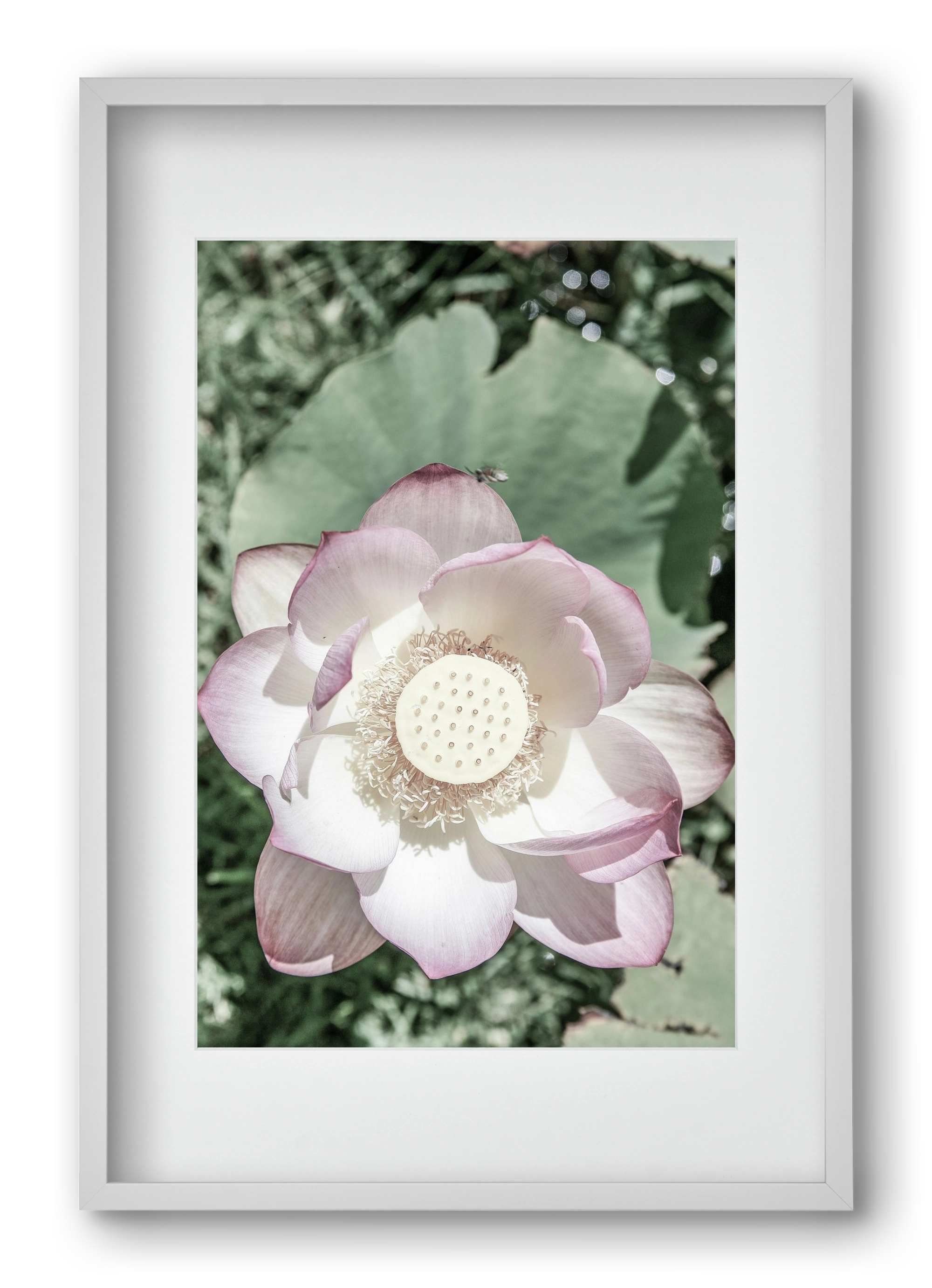 Lotus, 40x60 cm (30x45 cm), Fehér keret, paszpartuval