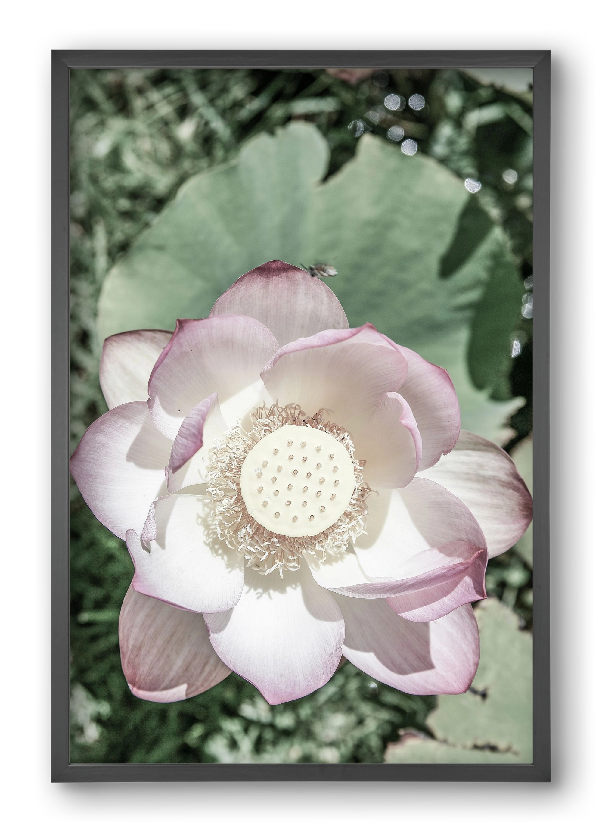 Lotus, 40x60 cm (40x60 cm), Fekete keret