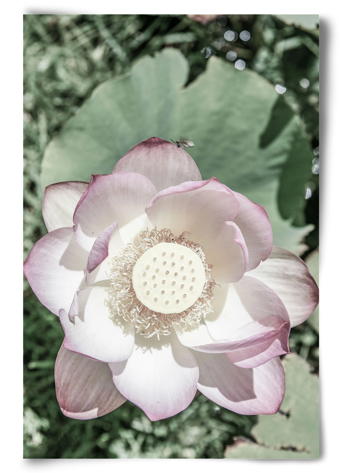 Lotus, 60x90 cm, Keret nélkül