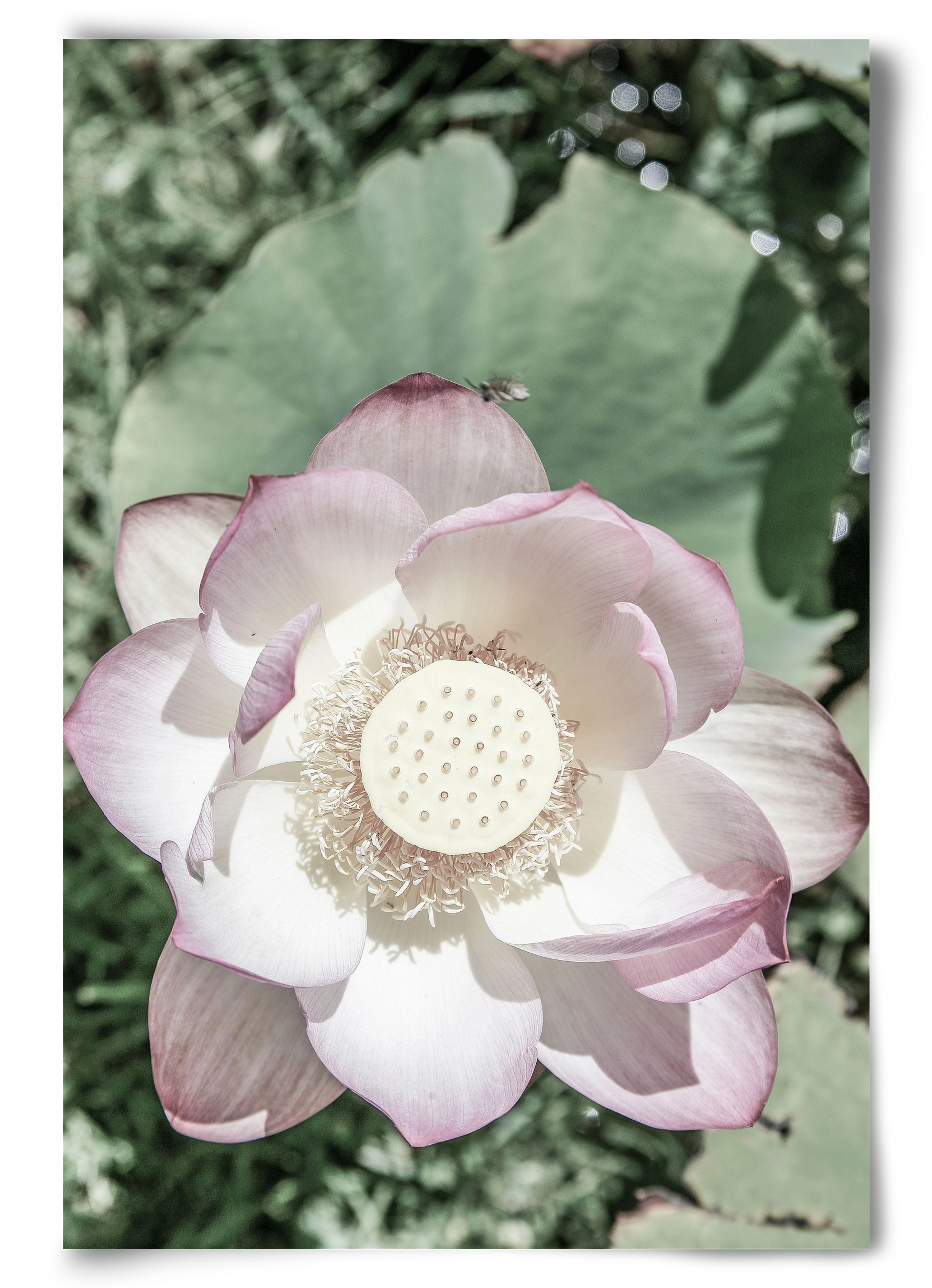 Lotus, 60x90 cm, Keret nélkül