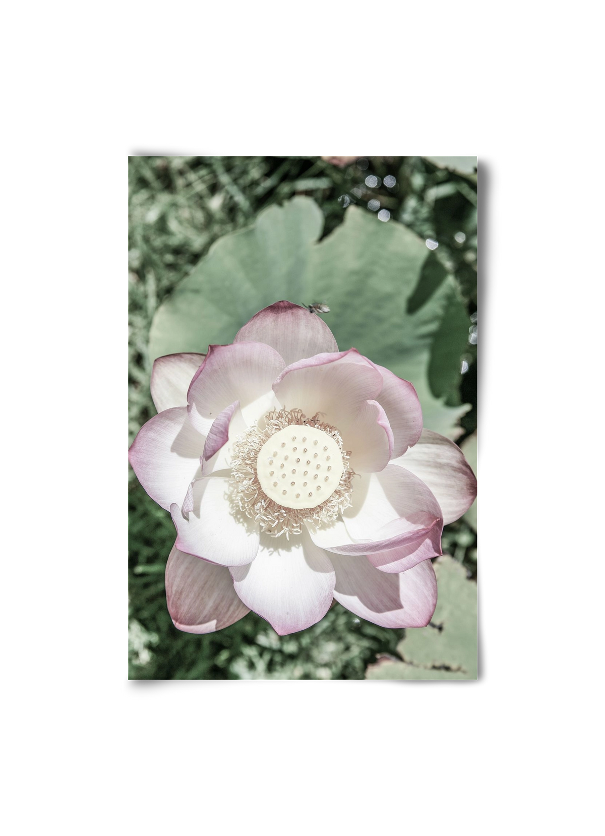 Lotus, 20x30 cm, Keret nélkül