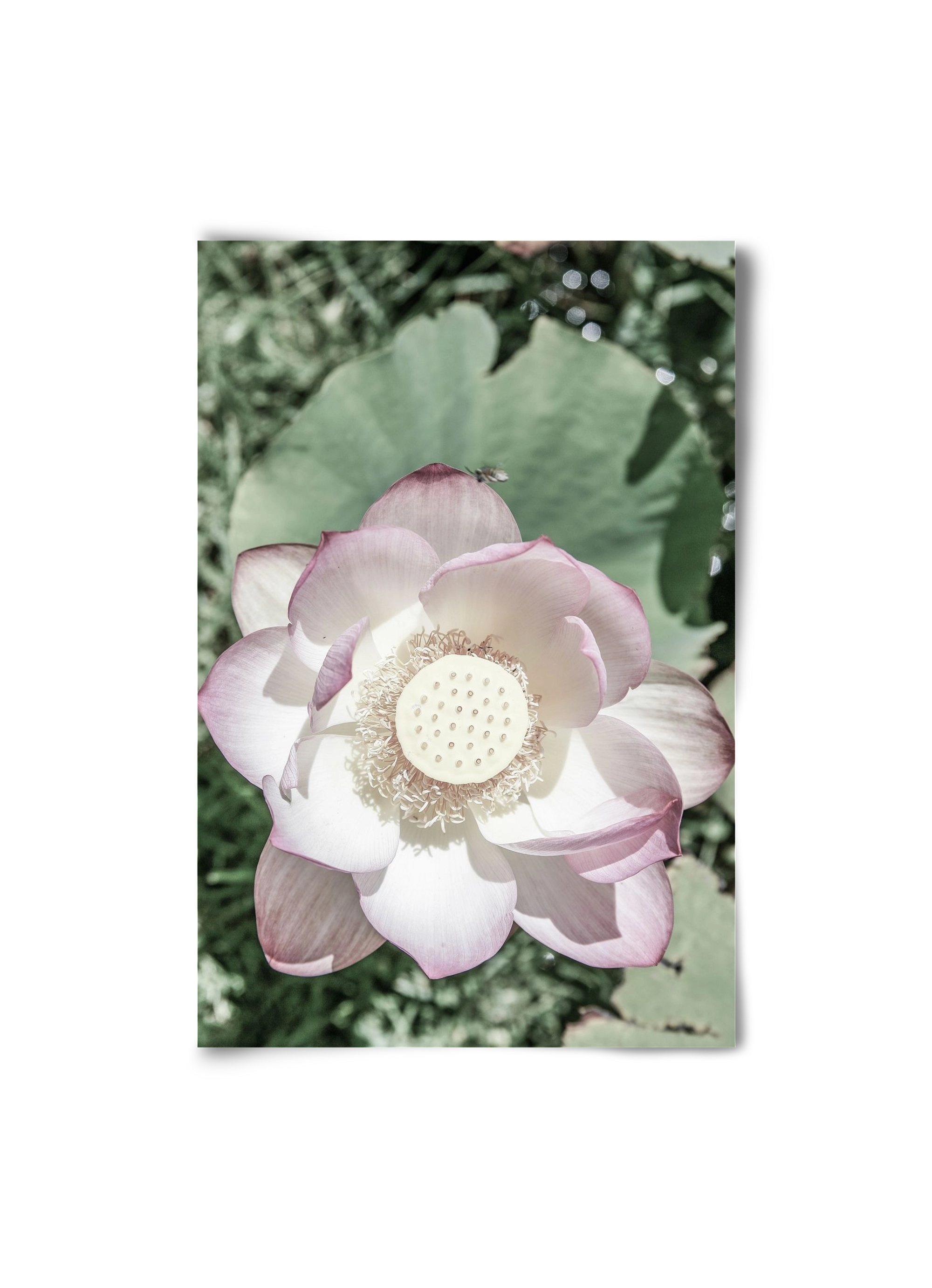 Lotus, 20x30 cm, Keret nélkül