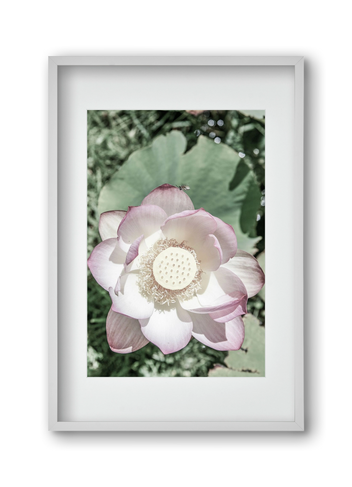 Lotus, 30x45 cm (20x30 cm), Fehér keret, paszpartuval