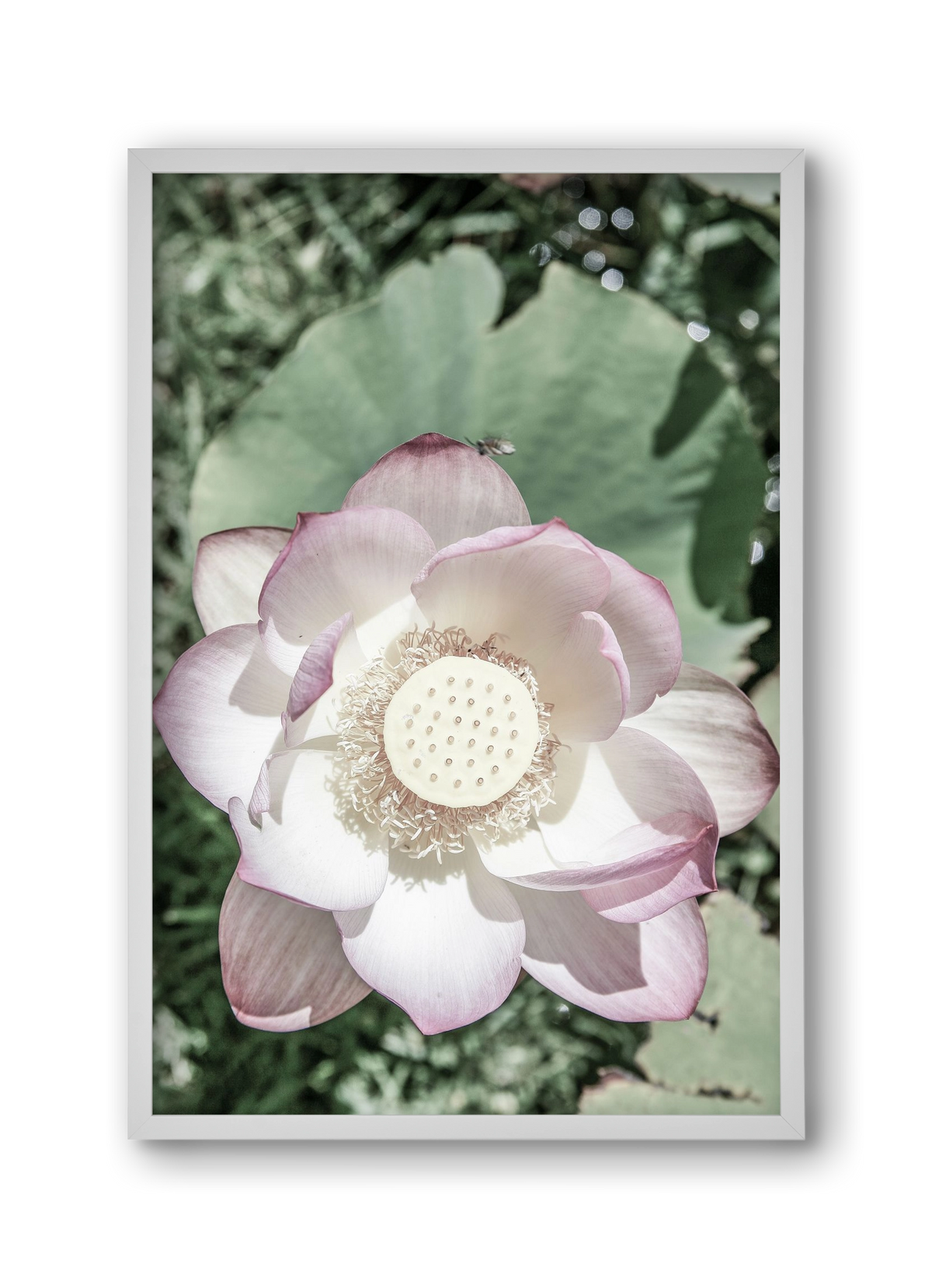 Lotus, 30x45 cm (30x45 cm), Fehér keret