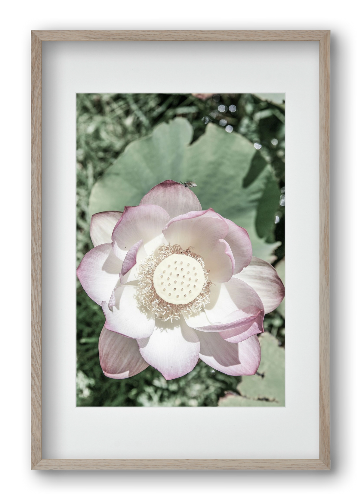 Lotus, 40x60 cm (30x45 cm), Tölgy keret, paszpartuval