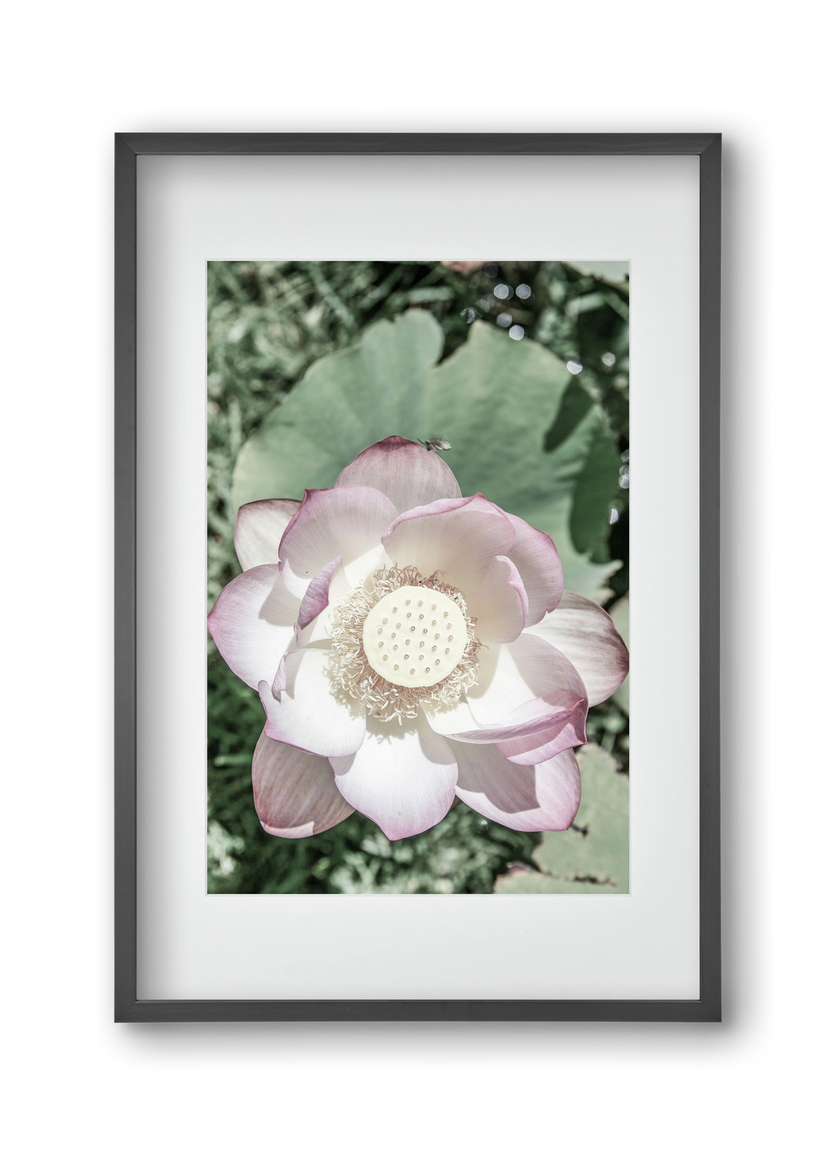 Lotus, 30x45 cm (20x30 cm), Fekete keret, paszpartuval