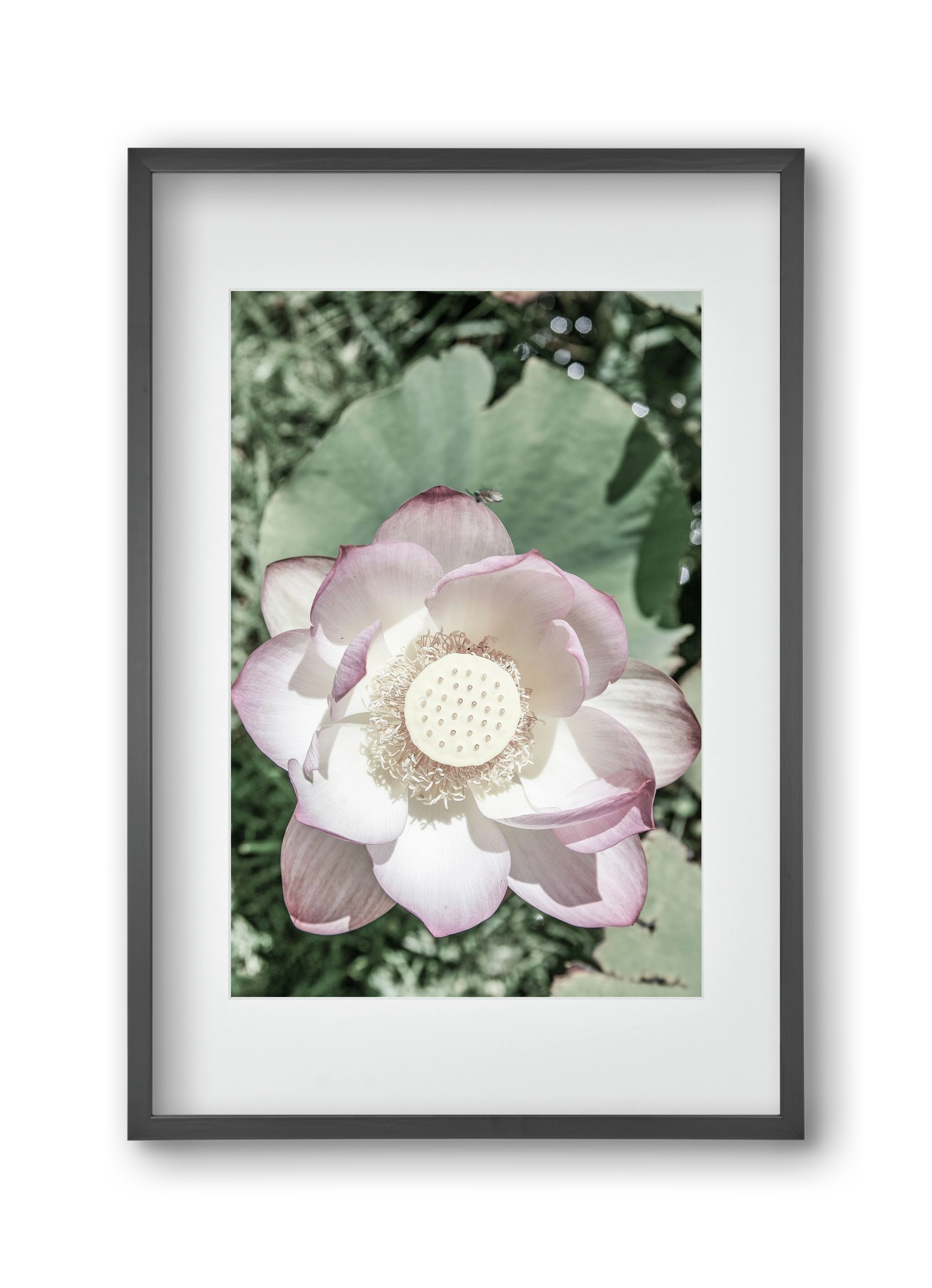 Lotus, 30x45 cm (20x30 cm), Fekete keret, paszpartuval