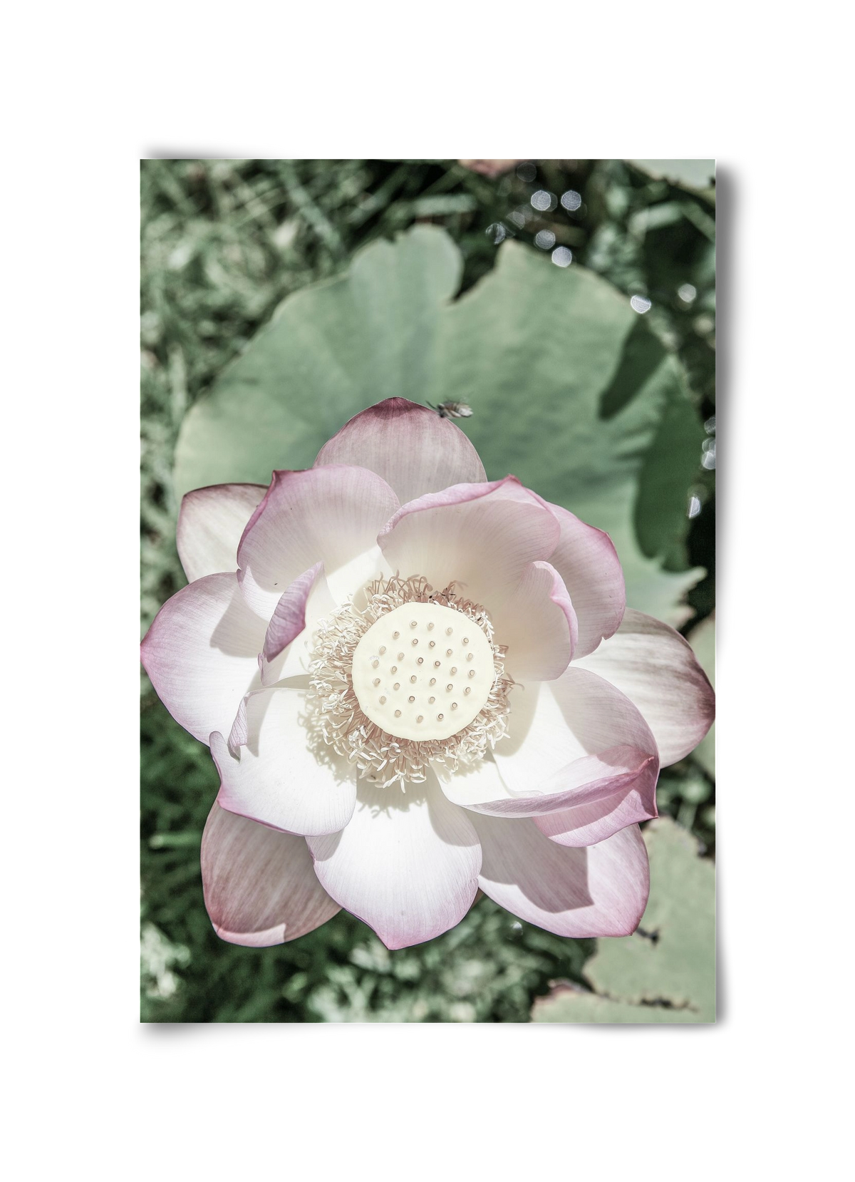 Lotus, 30x45 cm, Keret nélkül