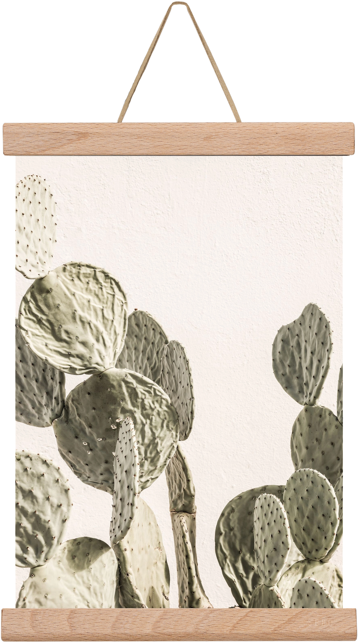 Mexi cactus, 20x30 cm (20x30 cm), Tölgy akasztó