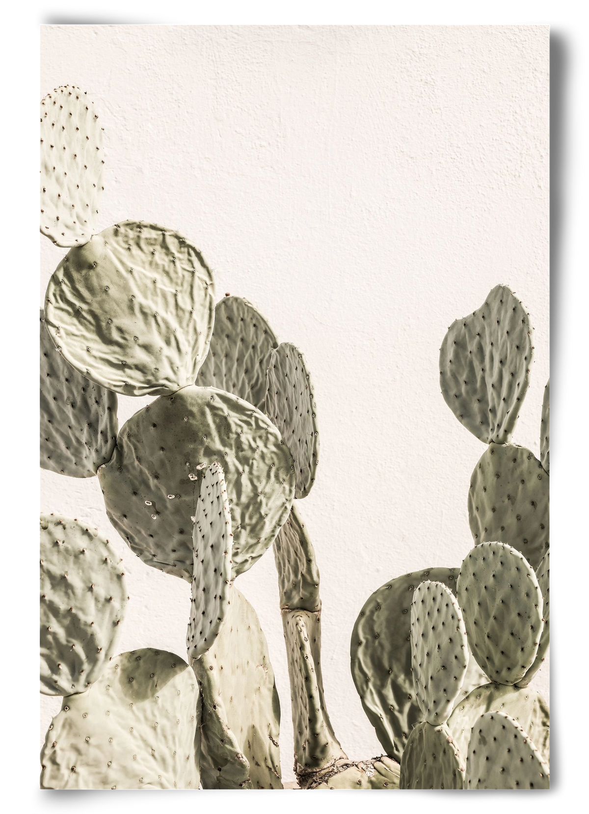 Mexi cactus, 60x90 cm, Keret nélkül